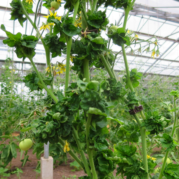 Tomatensaatgut Stick