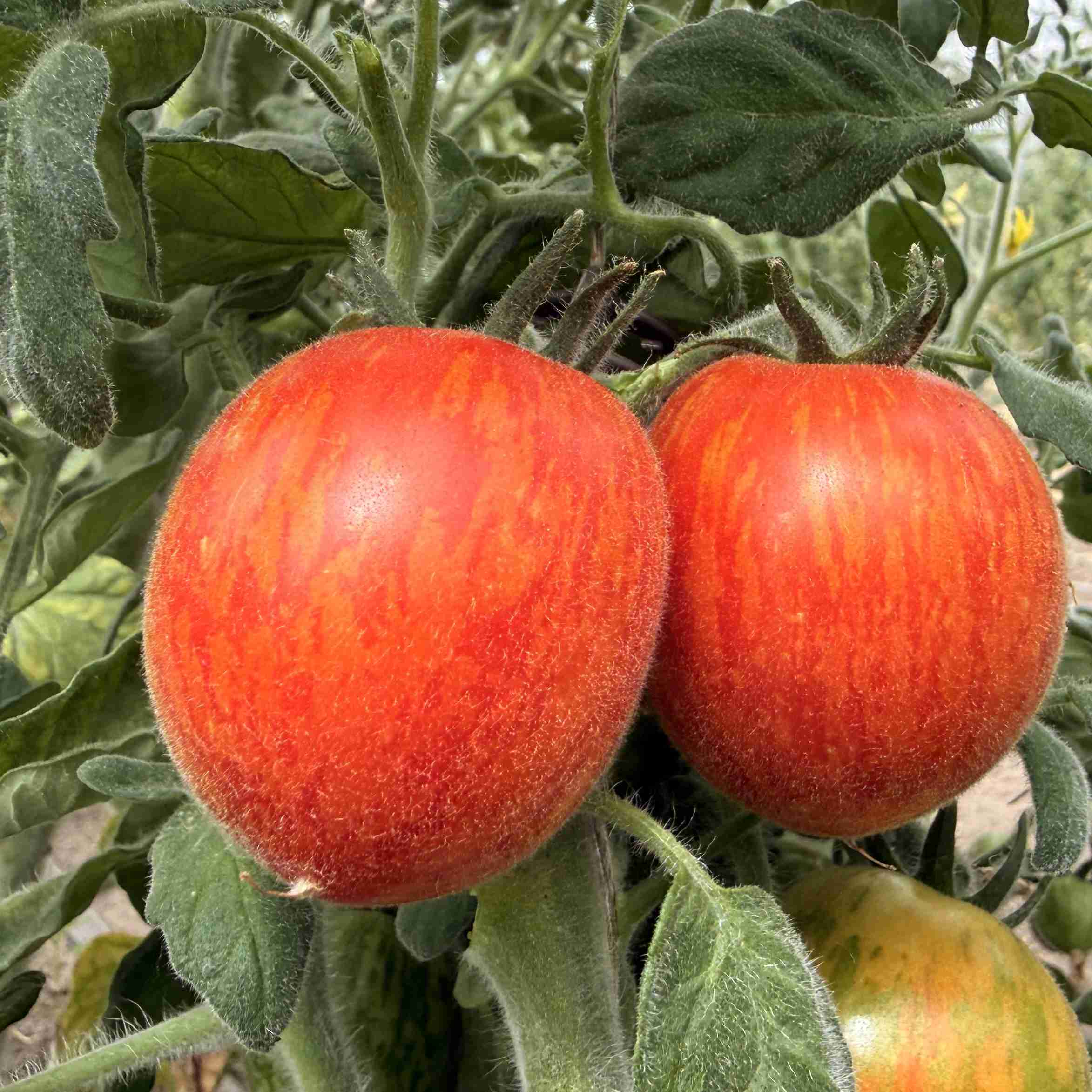 Tomatensaatgut Elberta Peach