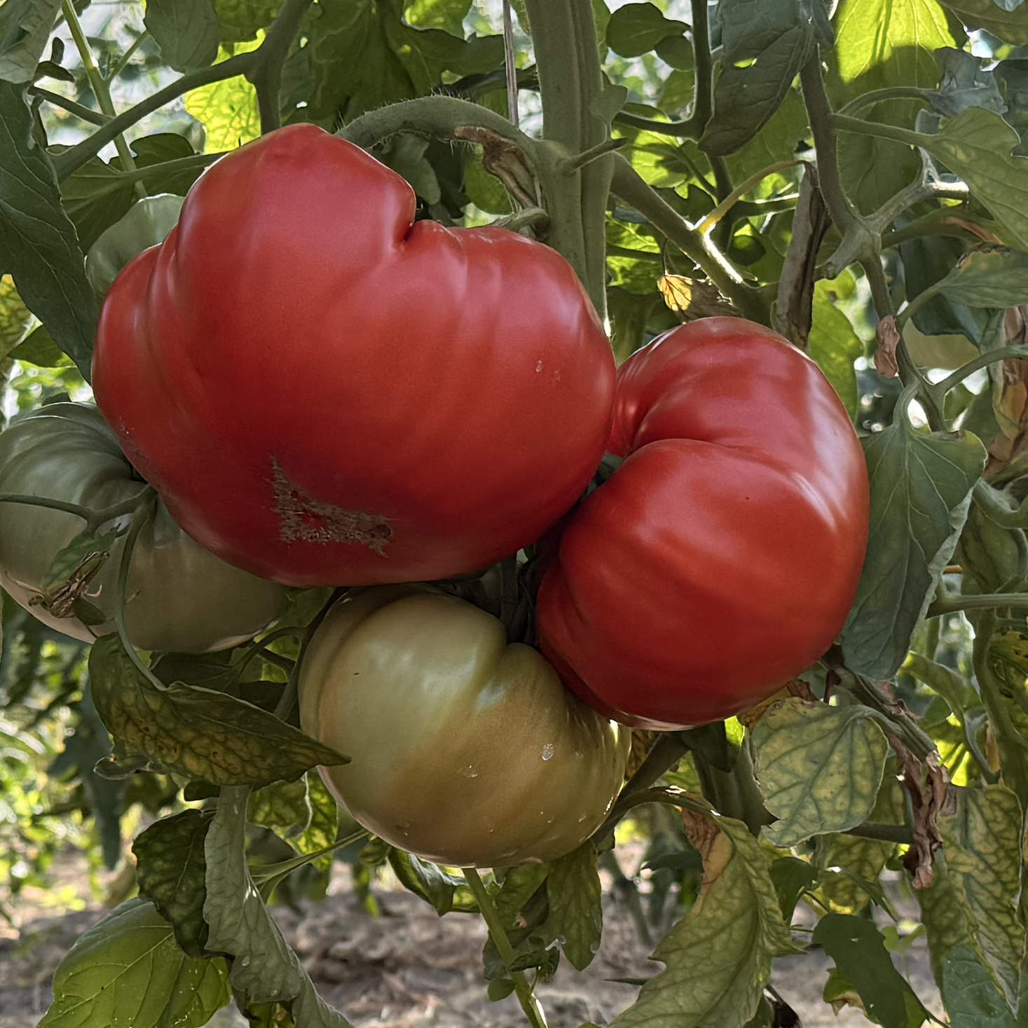 Tomatensaatgut Nonna Antonina