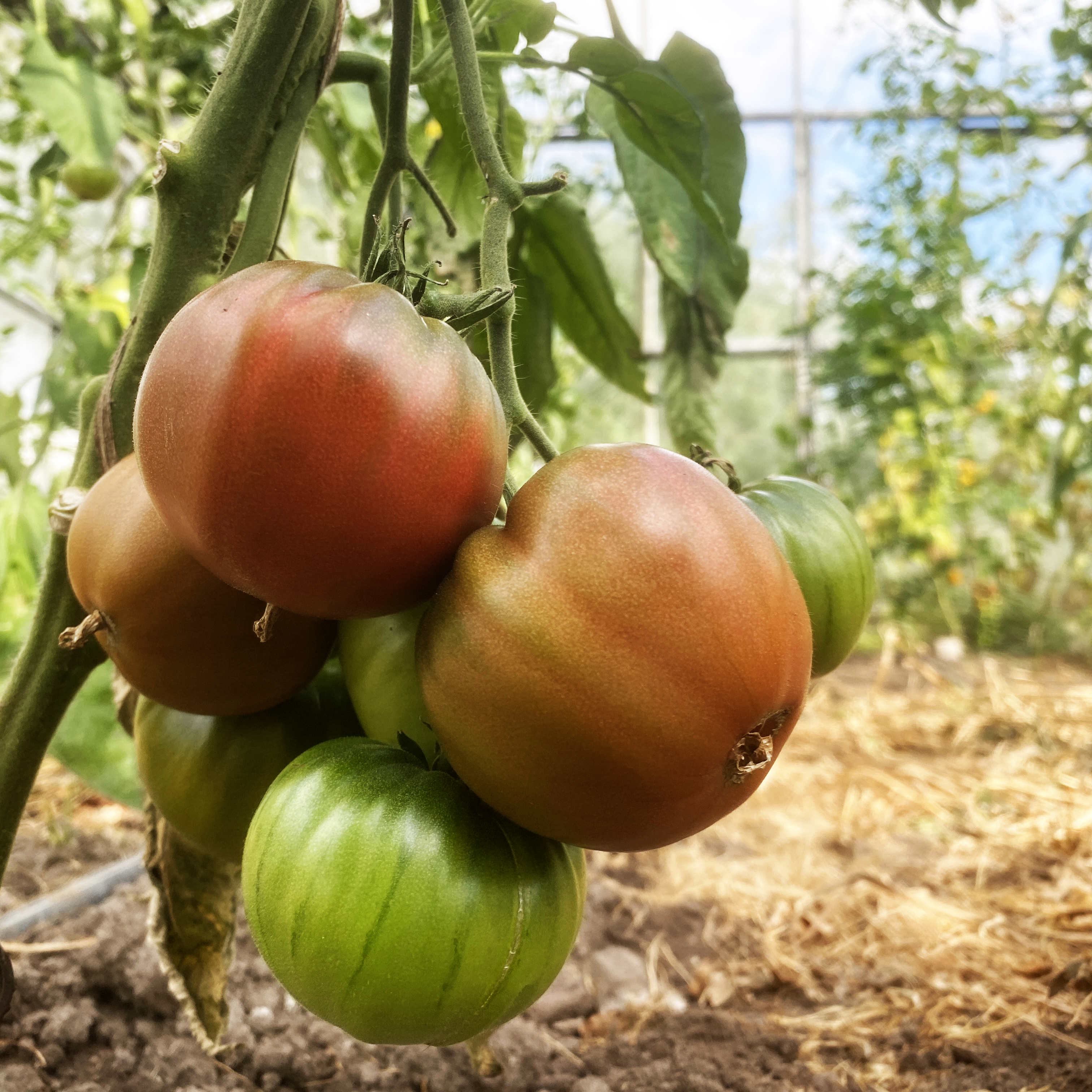 Tomatensaatgut Blue Fruit