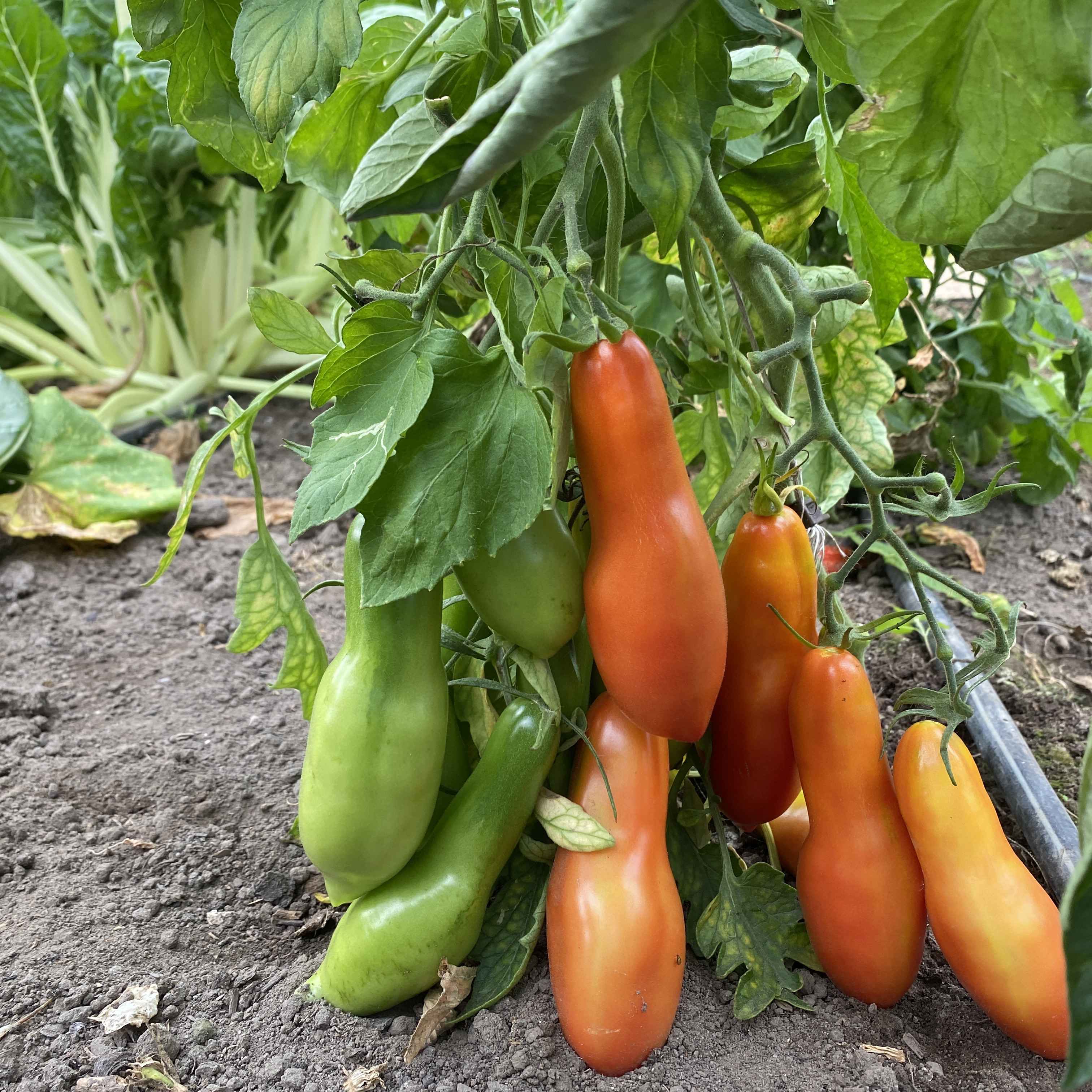 Tomatensaatgut Royal Finger