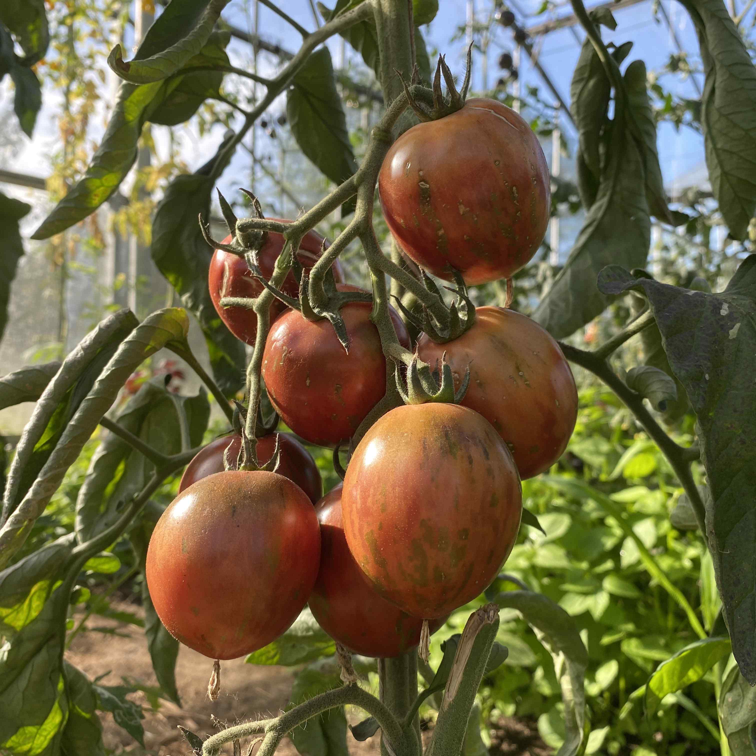 Tomatensaatgut Sailor's Luck
