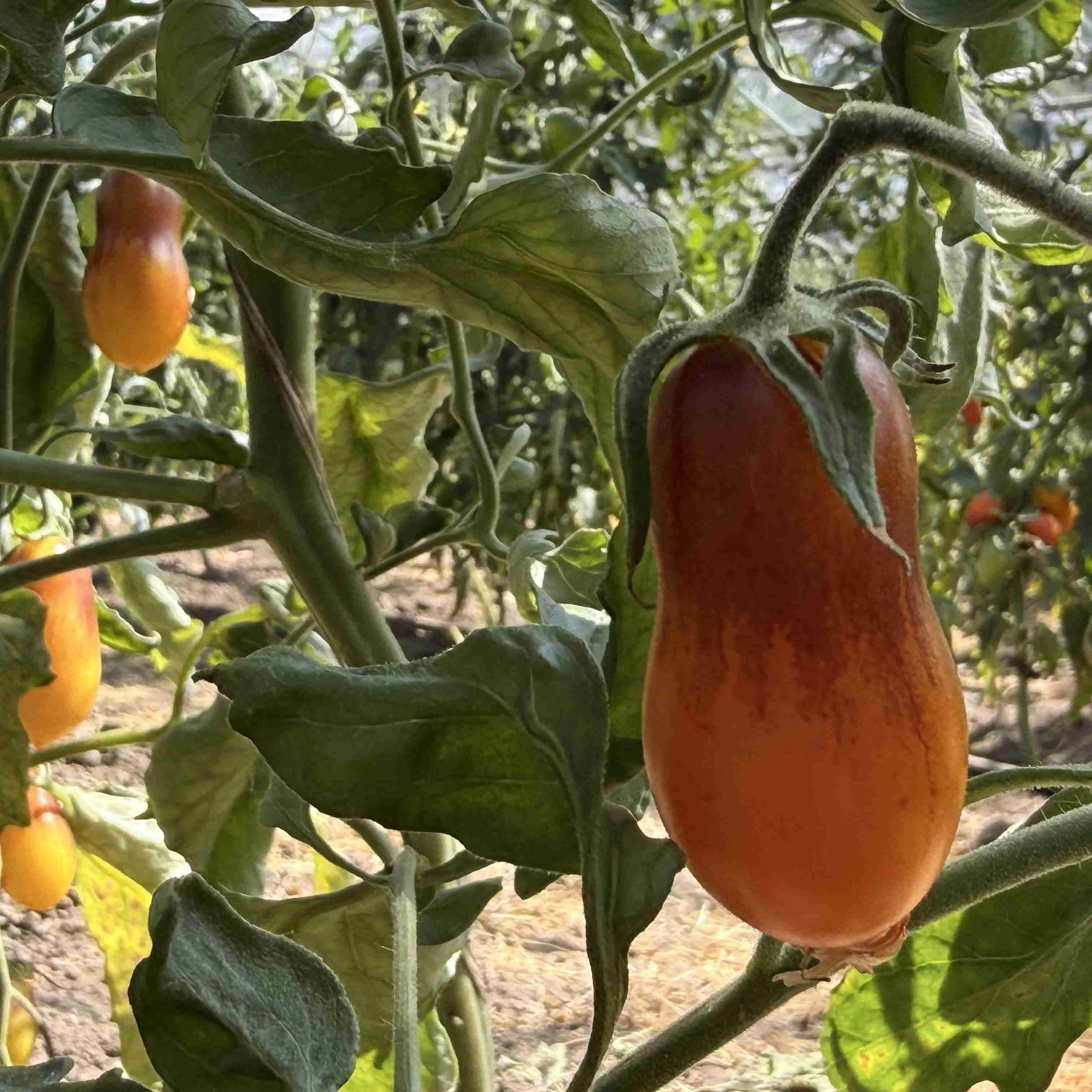 Tomatensaatgut Indigo Kumquat
