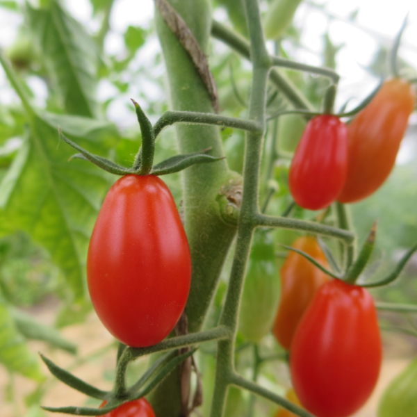 Tomatensaatgut Italienische Dattel