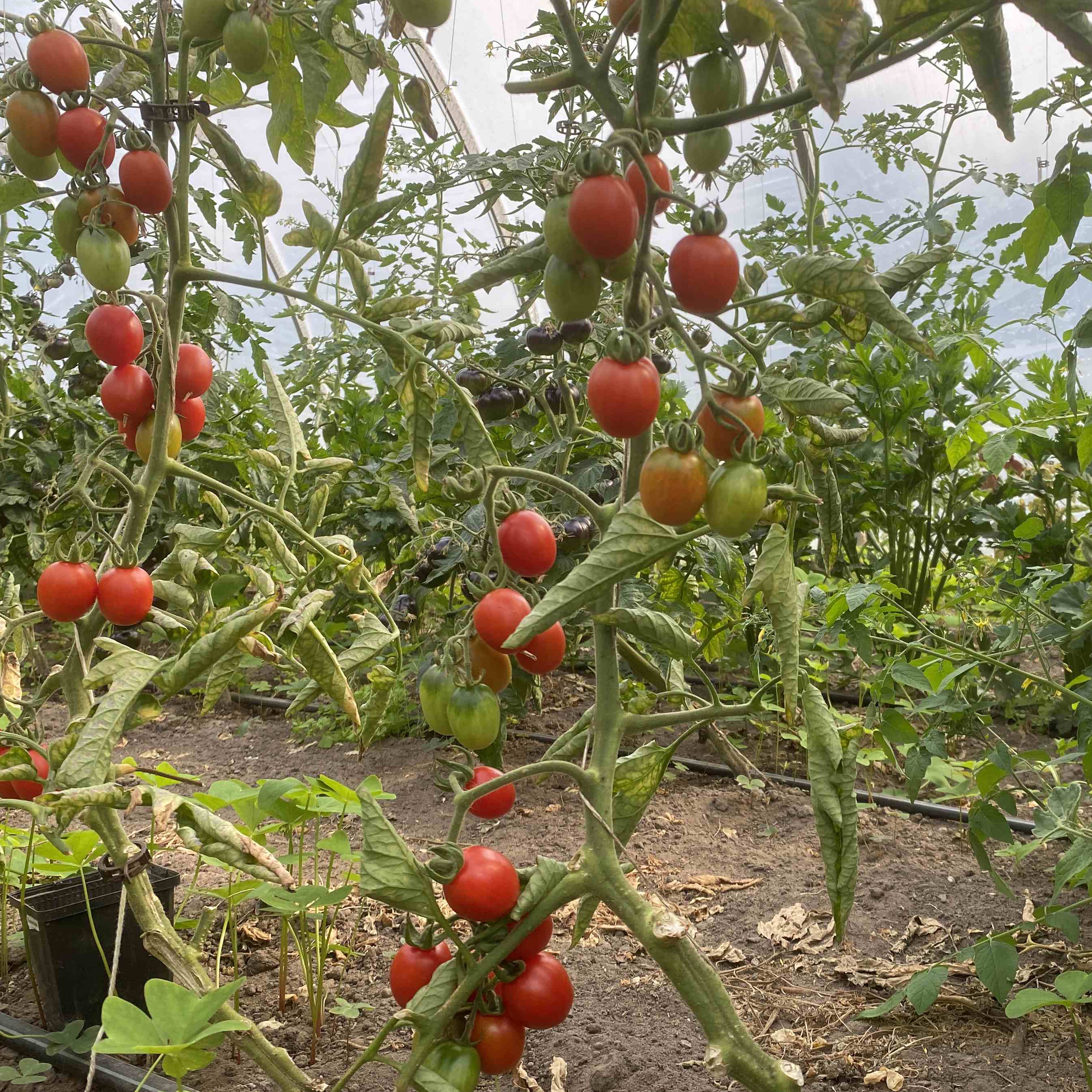 Tomatensaatgut Crumb in the Palm