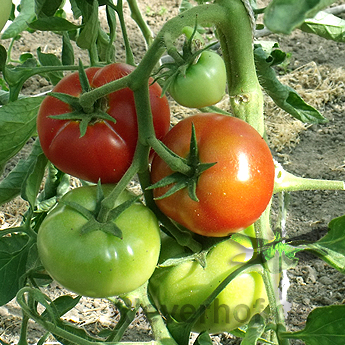 Rote Tomatensorte mit gutem Geschmack