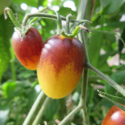 Gelb/Rote Tomatenfrucht mit Geschmack