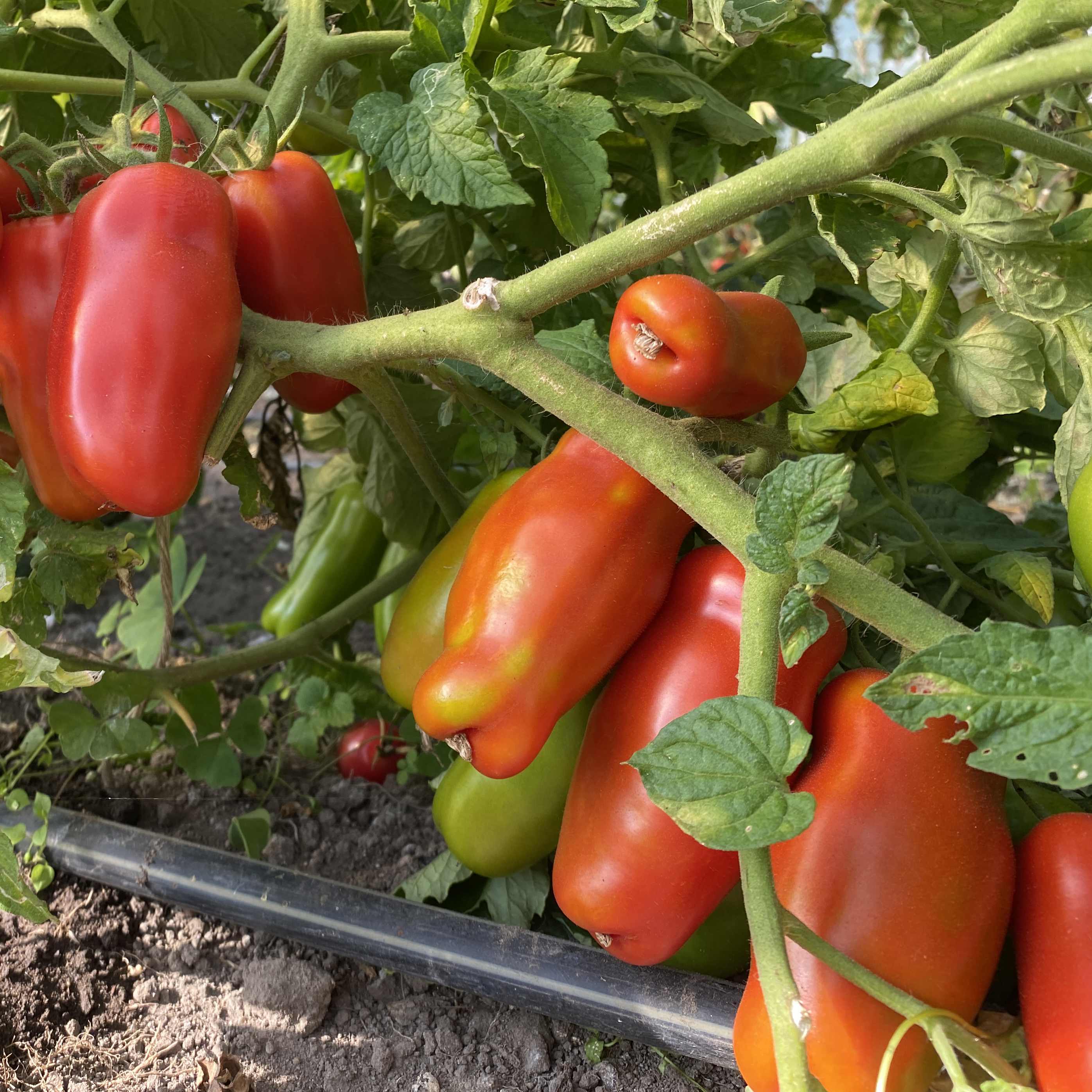 Tomatensaatgut Firewood