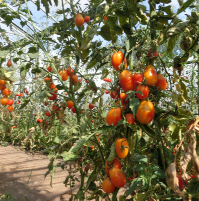 Prachvolle Orange Tomatenpflanze mit schönem Geschmack