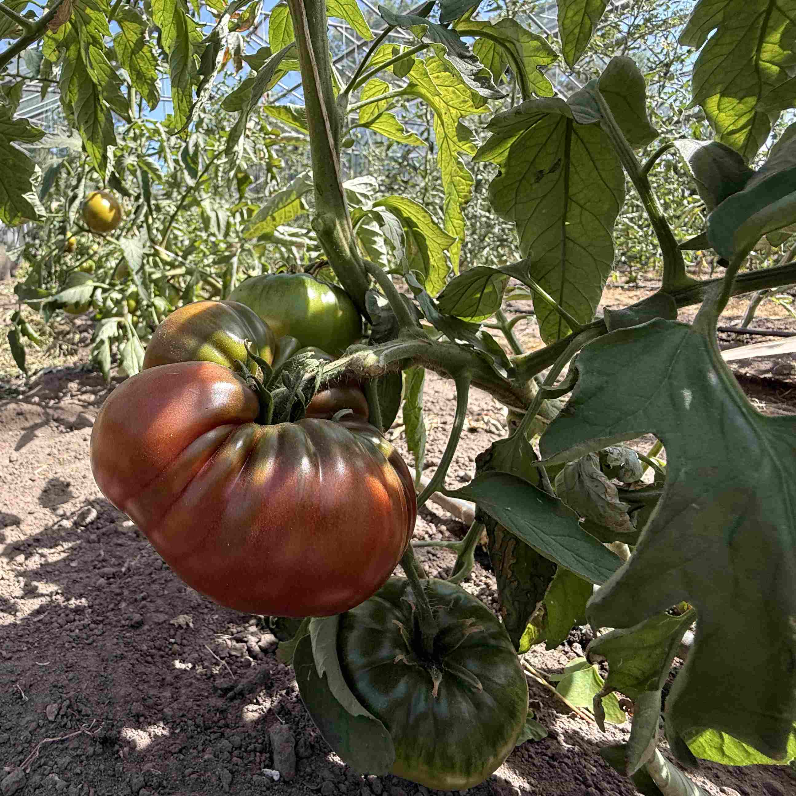 Tomatensaatgut Kalvados