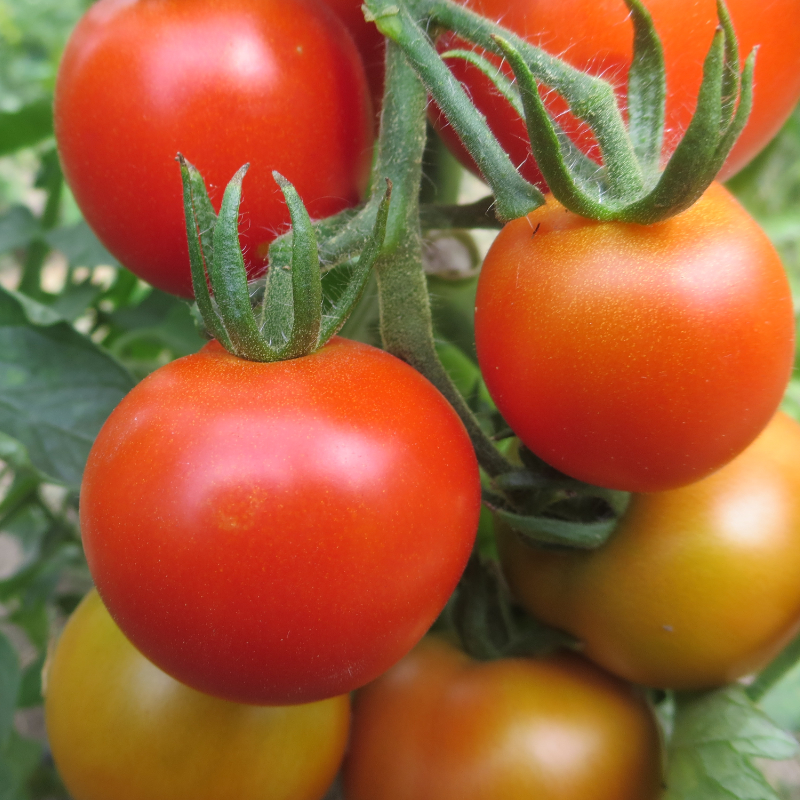 Rote Tomatenfrucht an einer Rispe