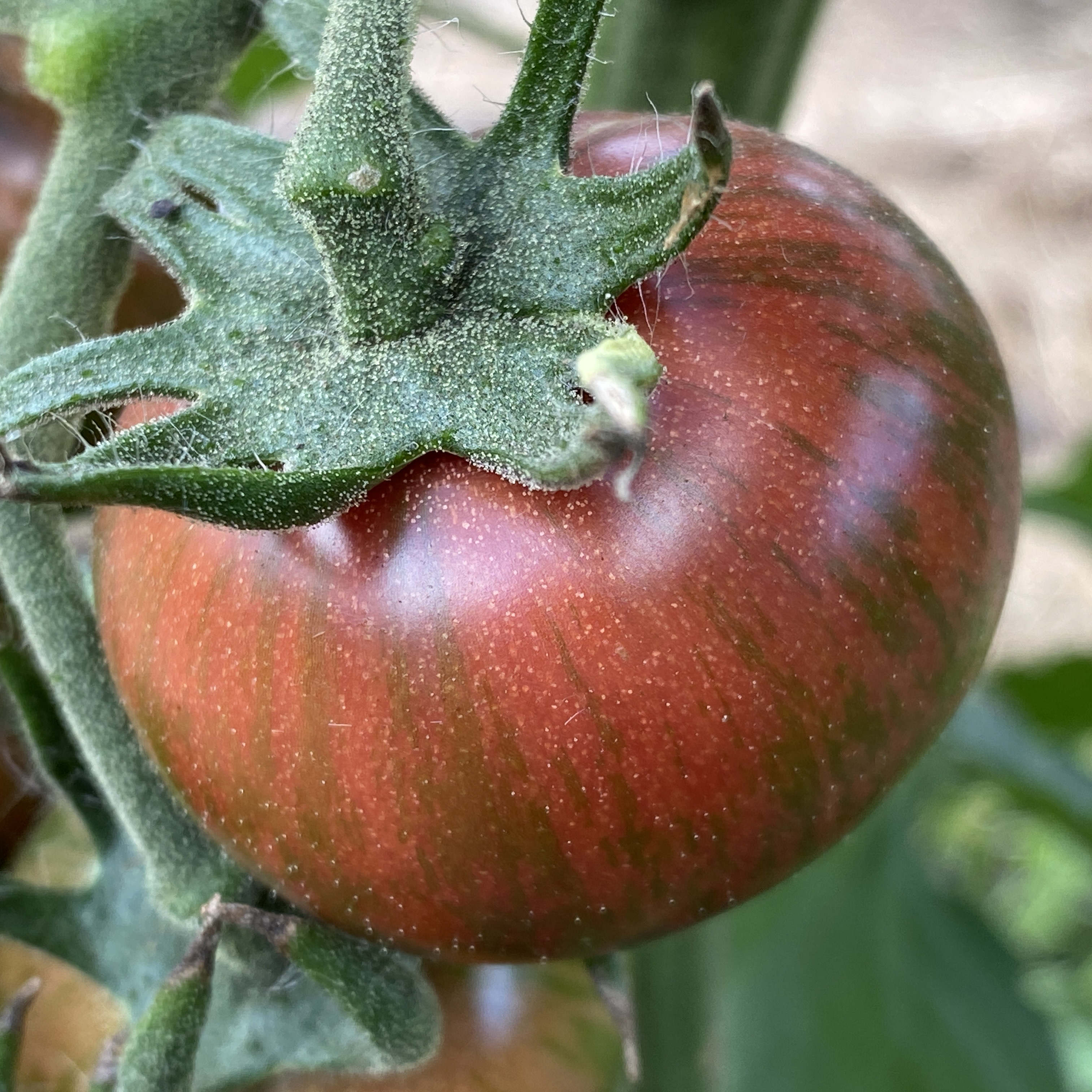 Tomatensaatgut Purple Bumble Bee