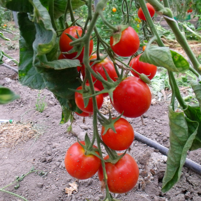 Rote Tomatenfrüchte am Strauch
