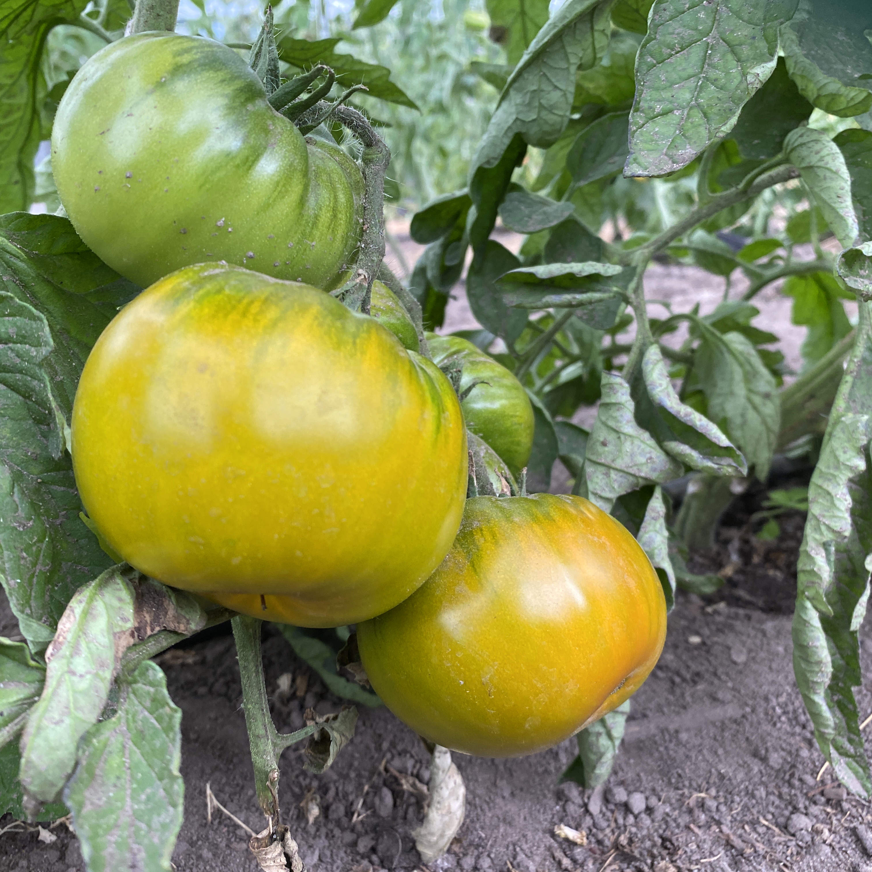 Tomatensaatgut Boloto