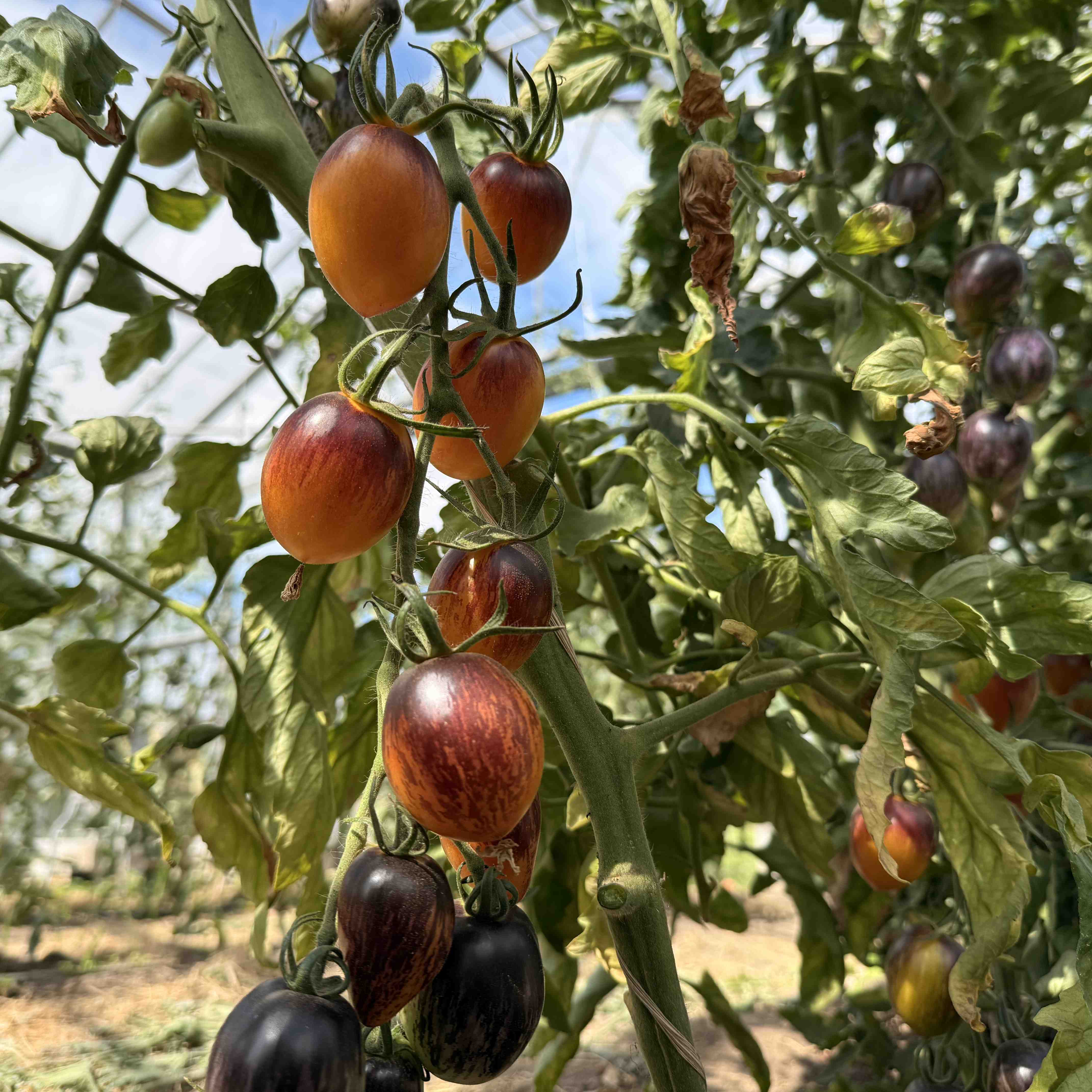 Tomatensaatgut Lyblushka