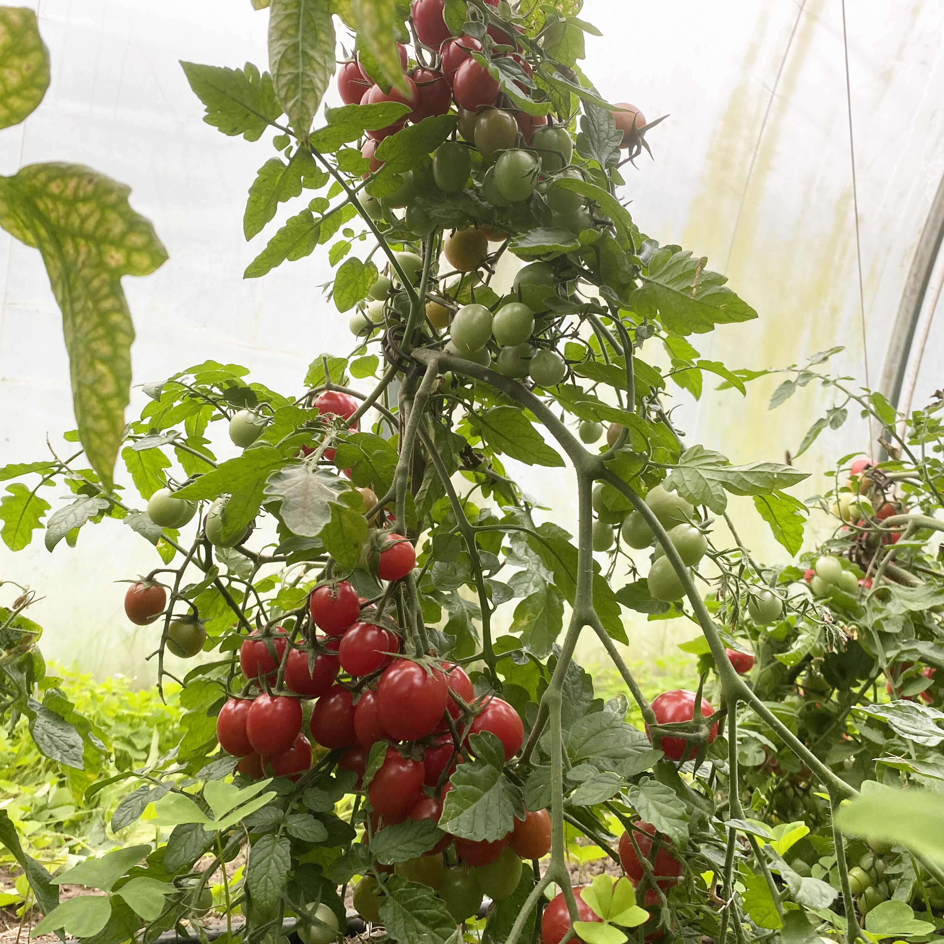 Tomatensaatgut Pearly Pink Cherry