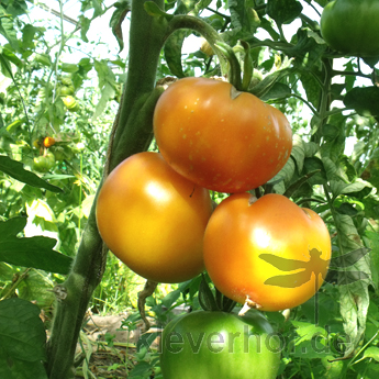 Orange Prachtvolle Tomatenfrucht mit tollem Geschmack