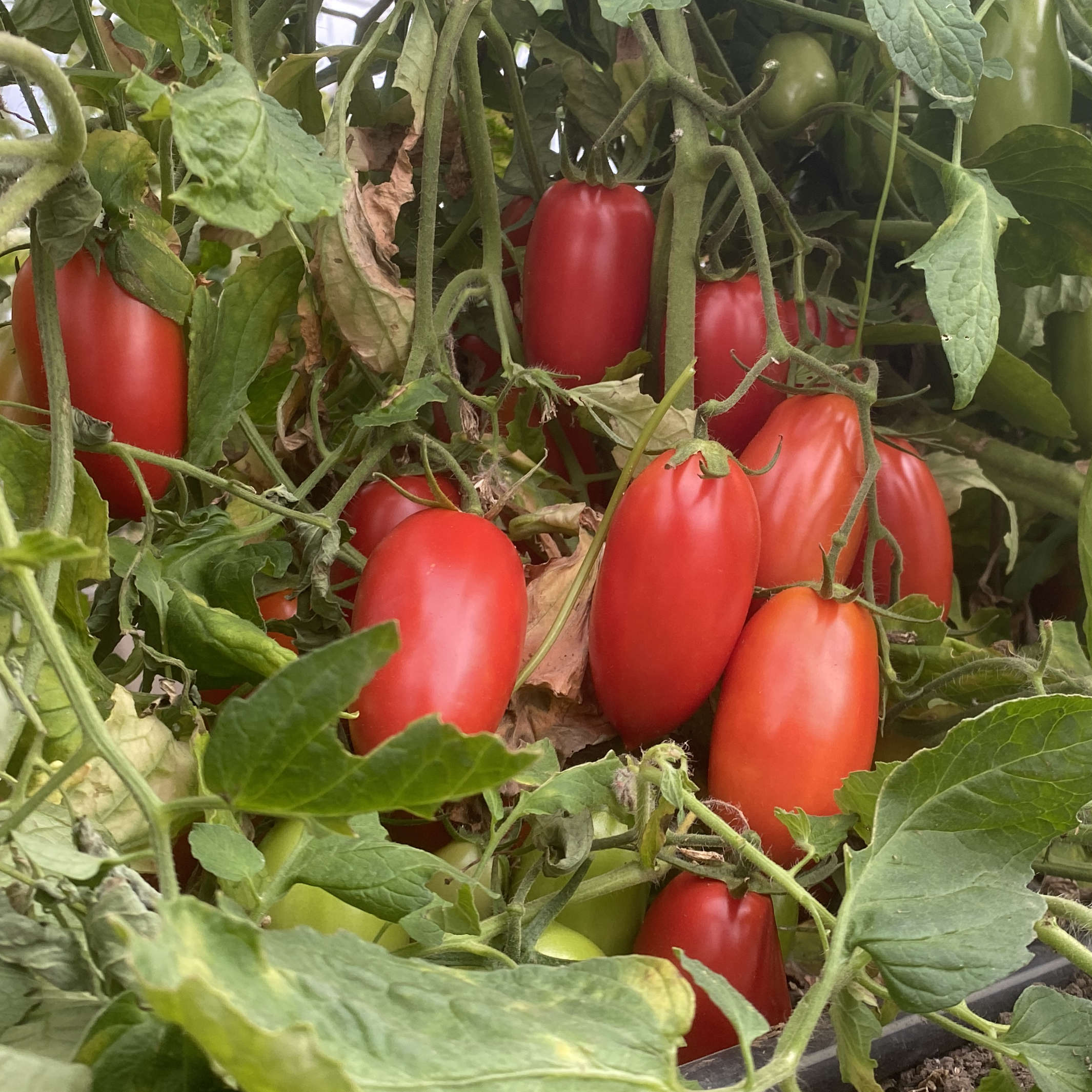 Tomatensaatgut Peppercorn-Brandy