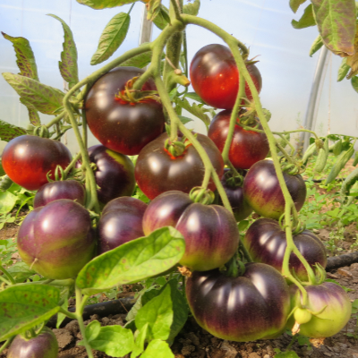 Rot/Violette Tomatenrarität mit Blauem Kopf