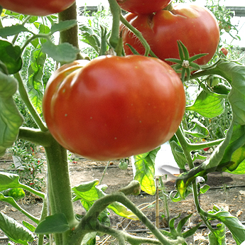 Rote Tomatenvielfalt 