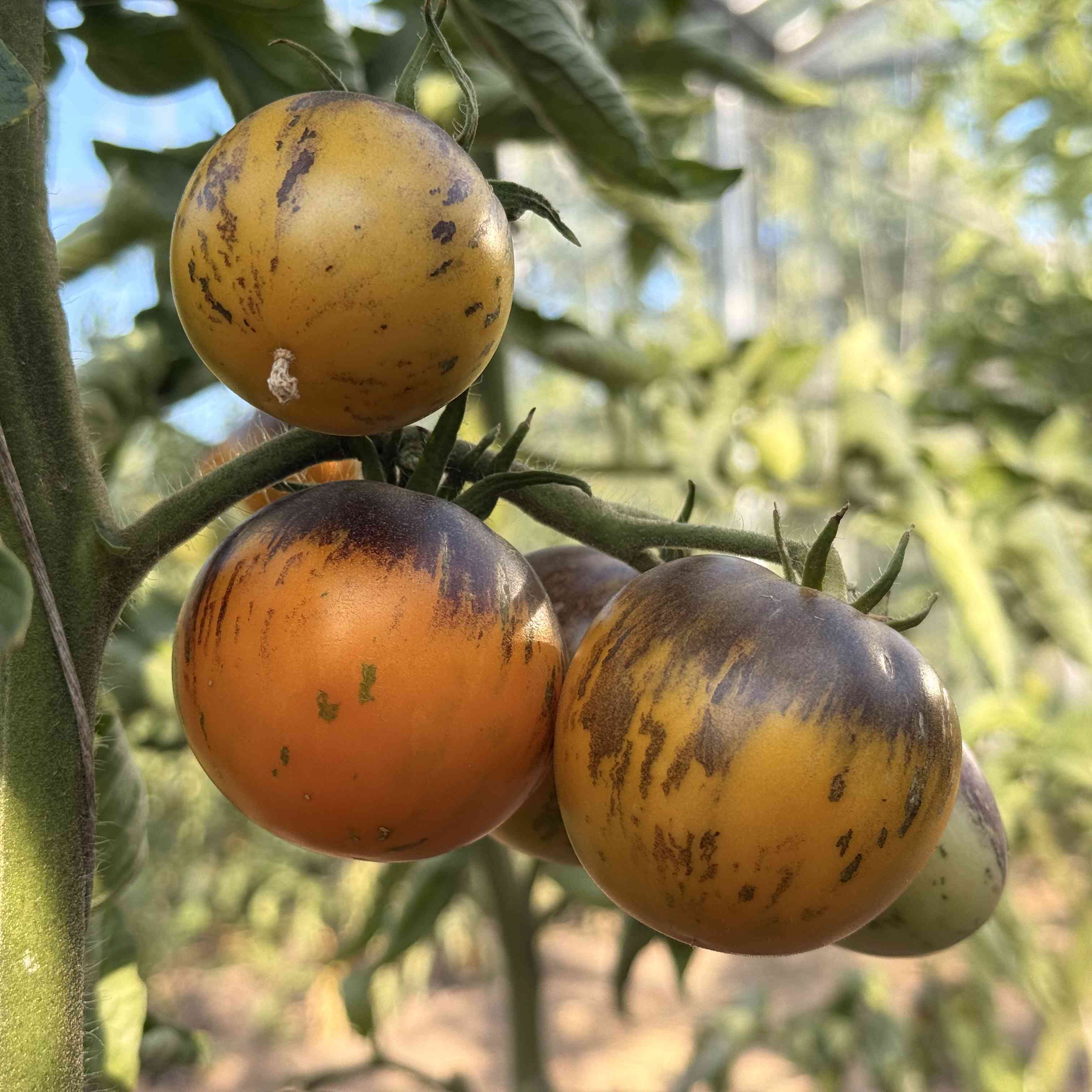 Tomatensaatgut Märchenmond