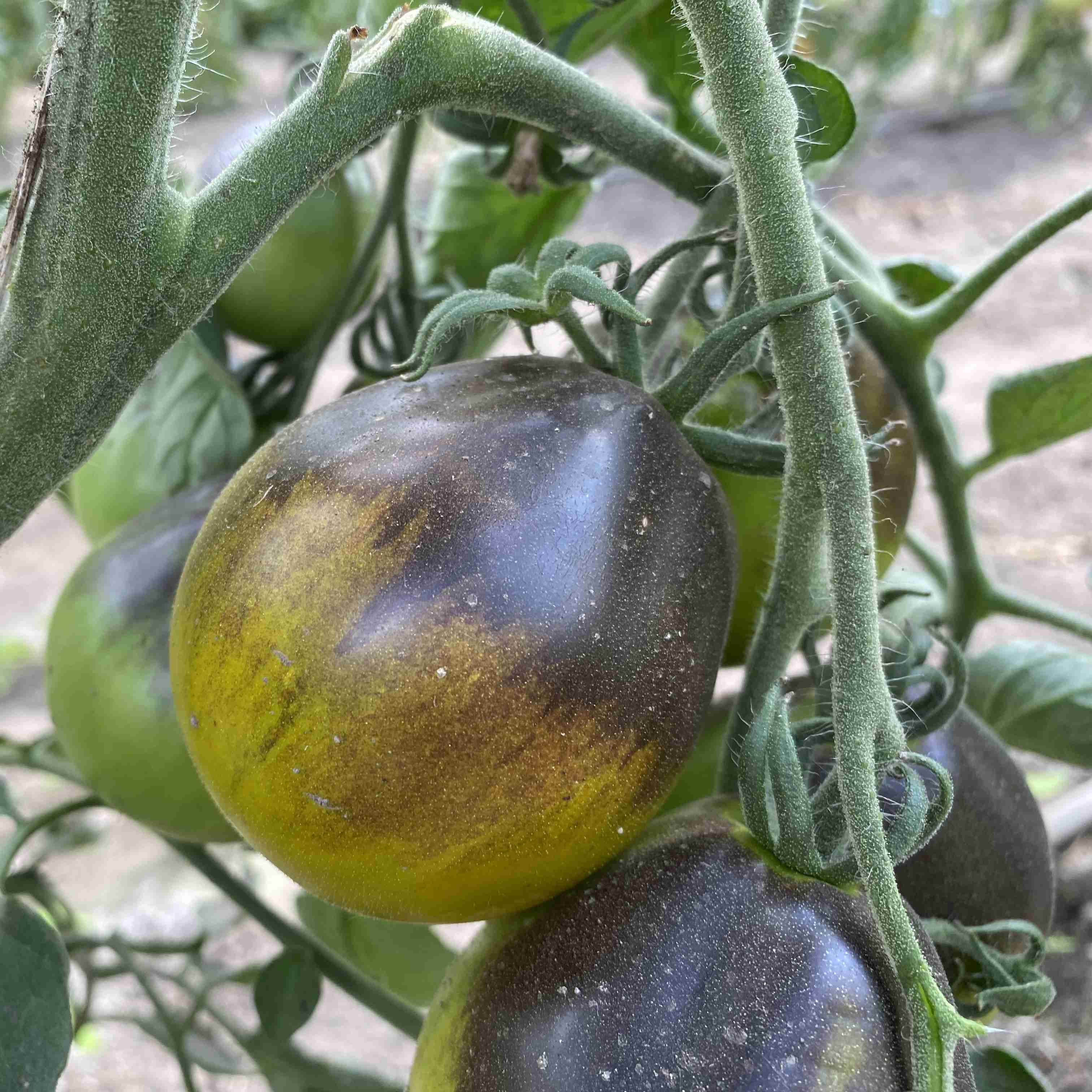 Tomatensaatgut Flanders Contrast