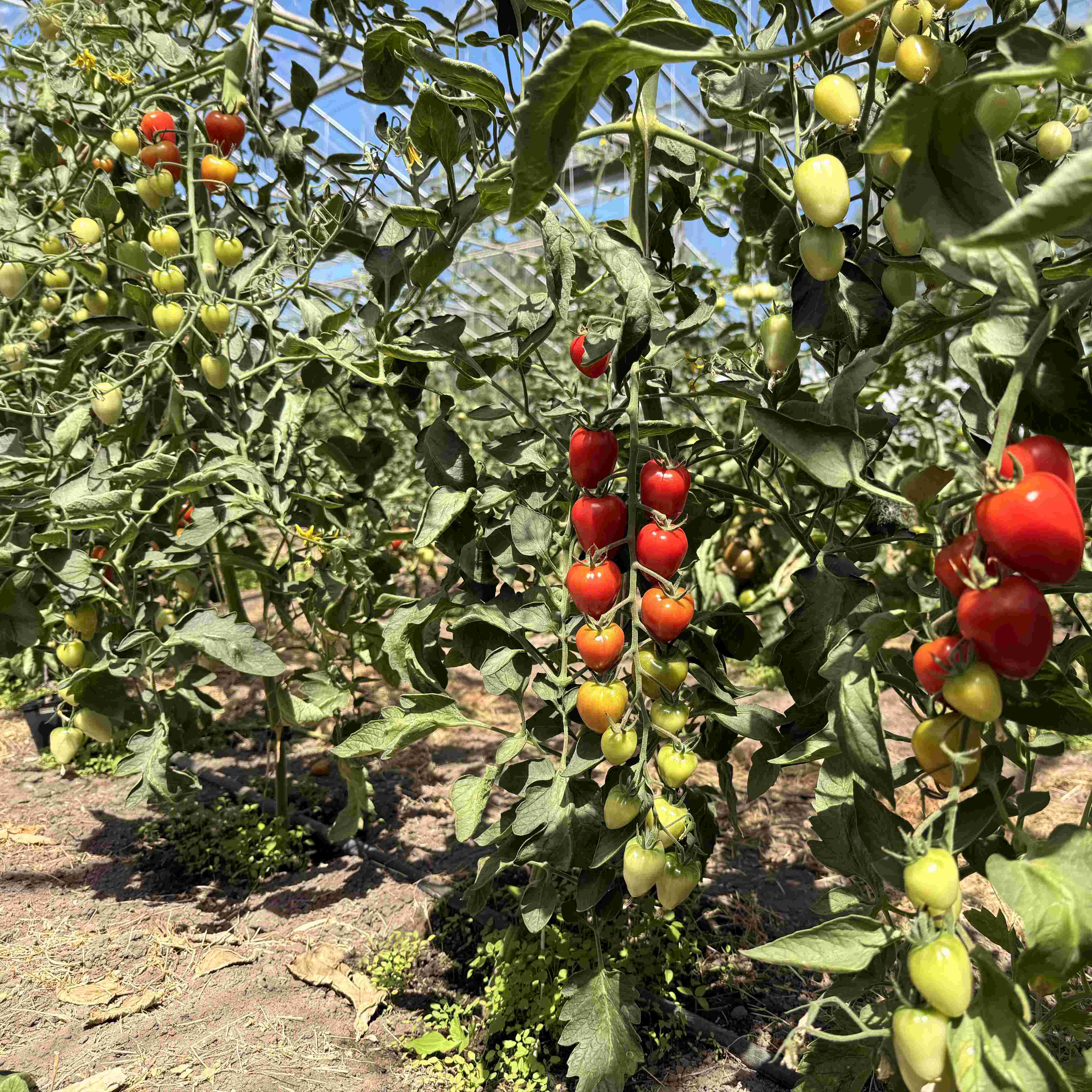Tomatensaatgut Taubenherz