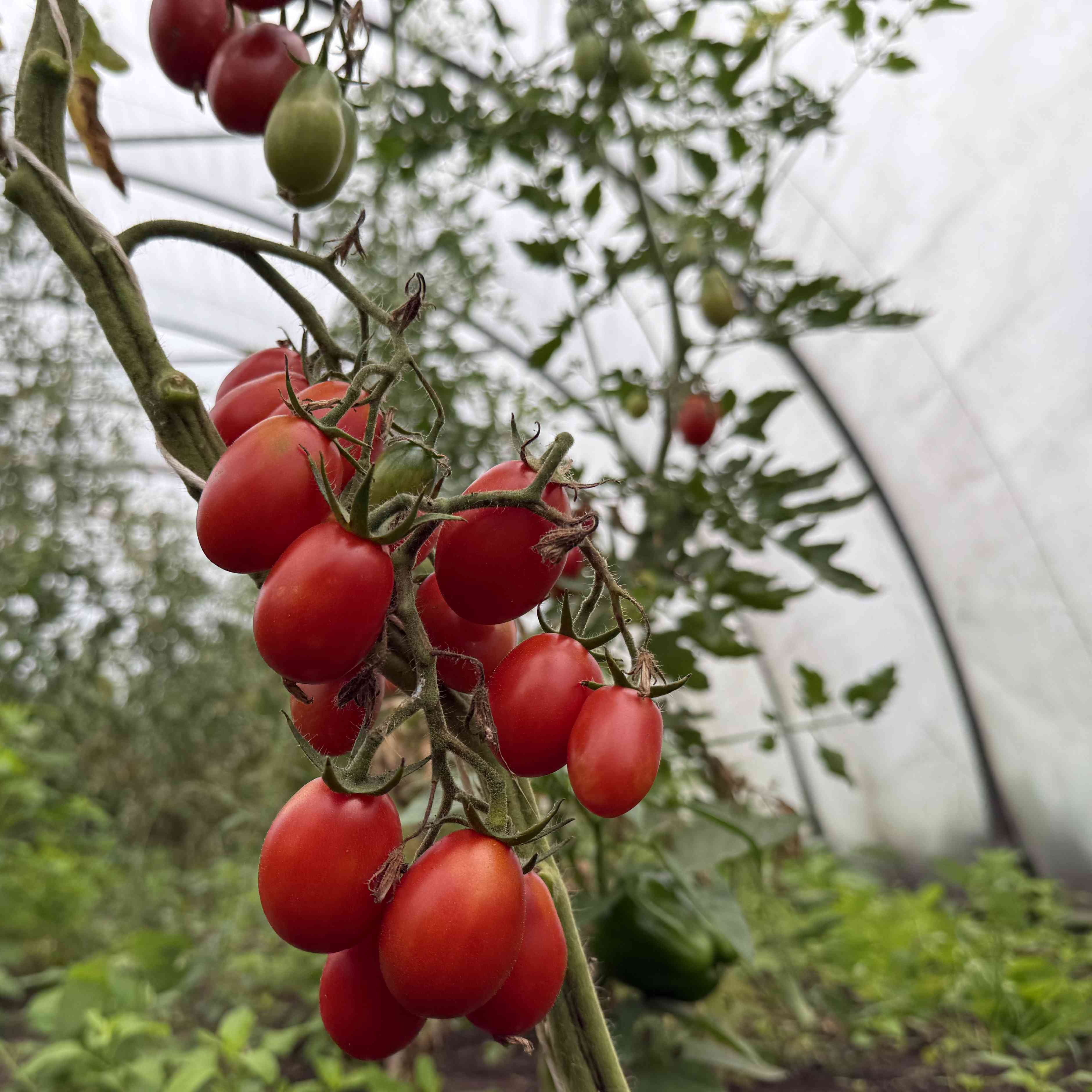 Tomatensaatgut Baselbieter Röteli