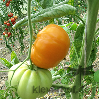 Schöne Orange Bio Tomate