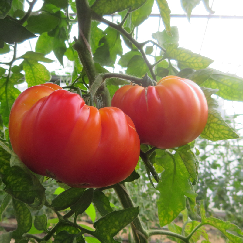 Rote Tomatenrarität