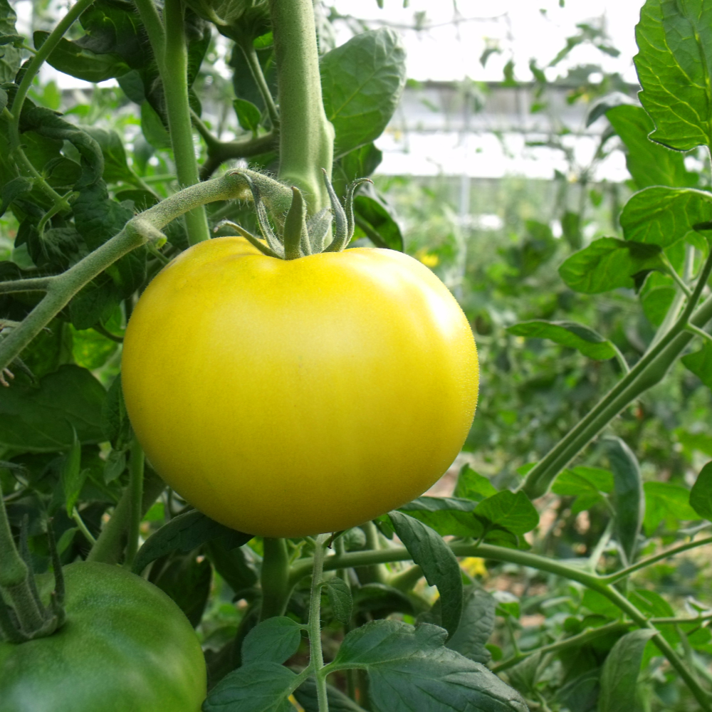 Grün/Gelbe Tomatensorte