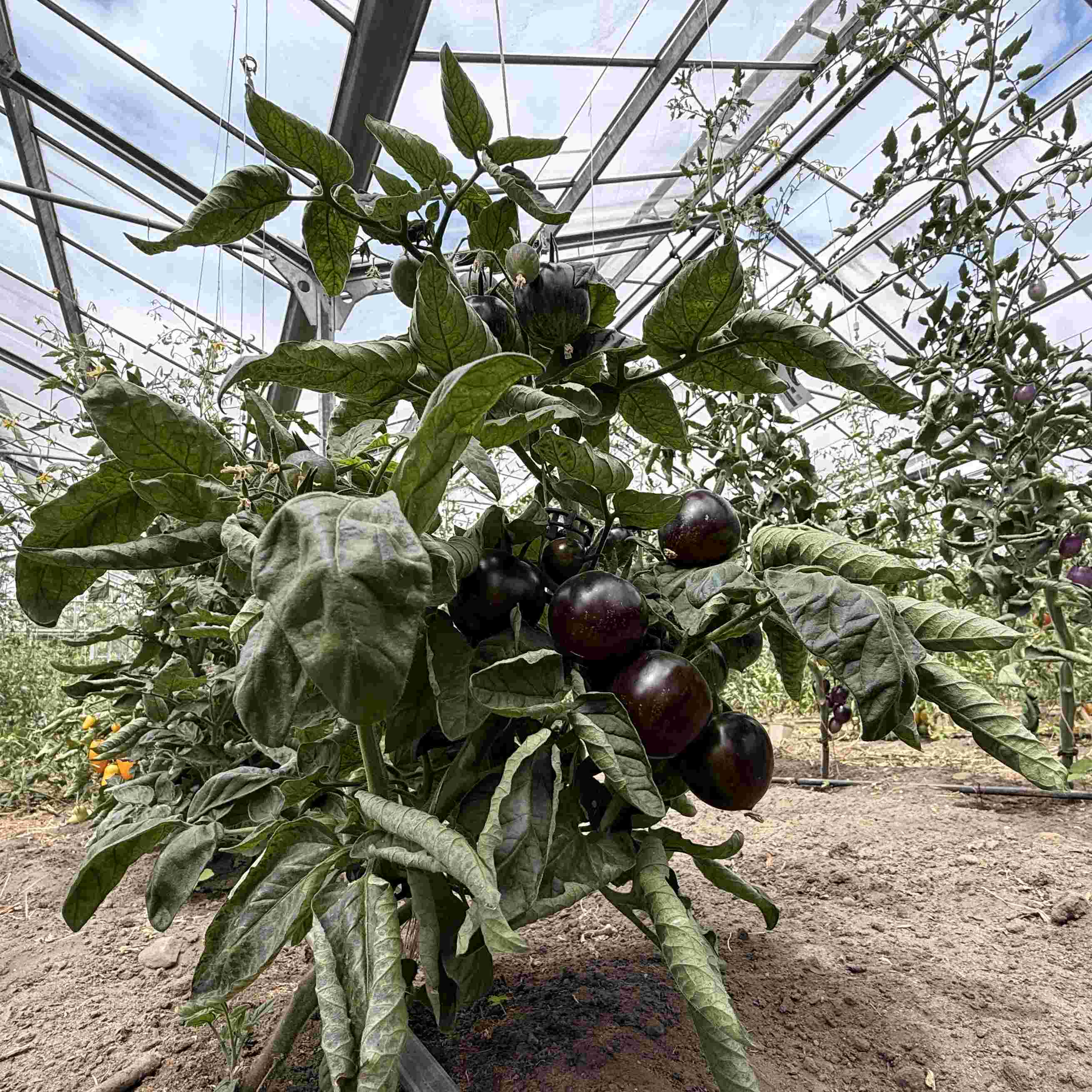 Tomatensaatgut Gondwana Lava