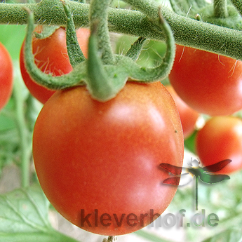 Glänzende Rote Tomatenvielfalt