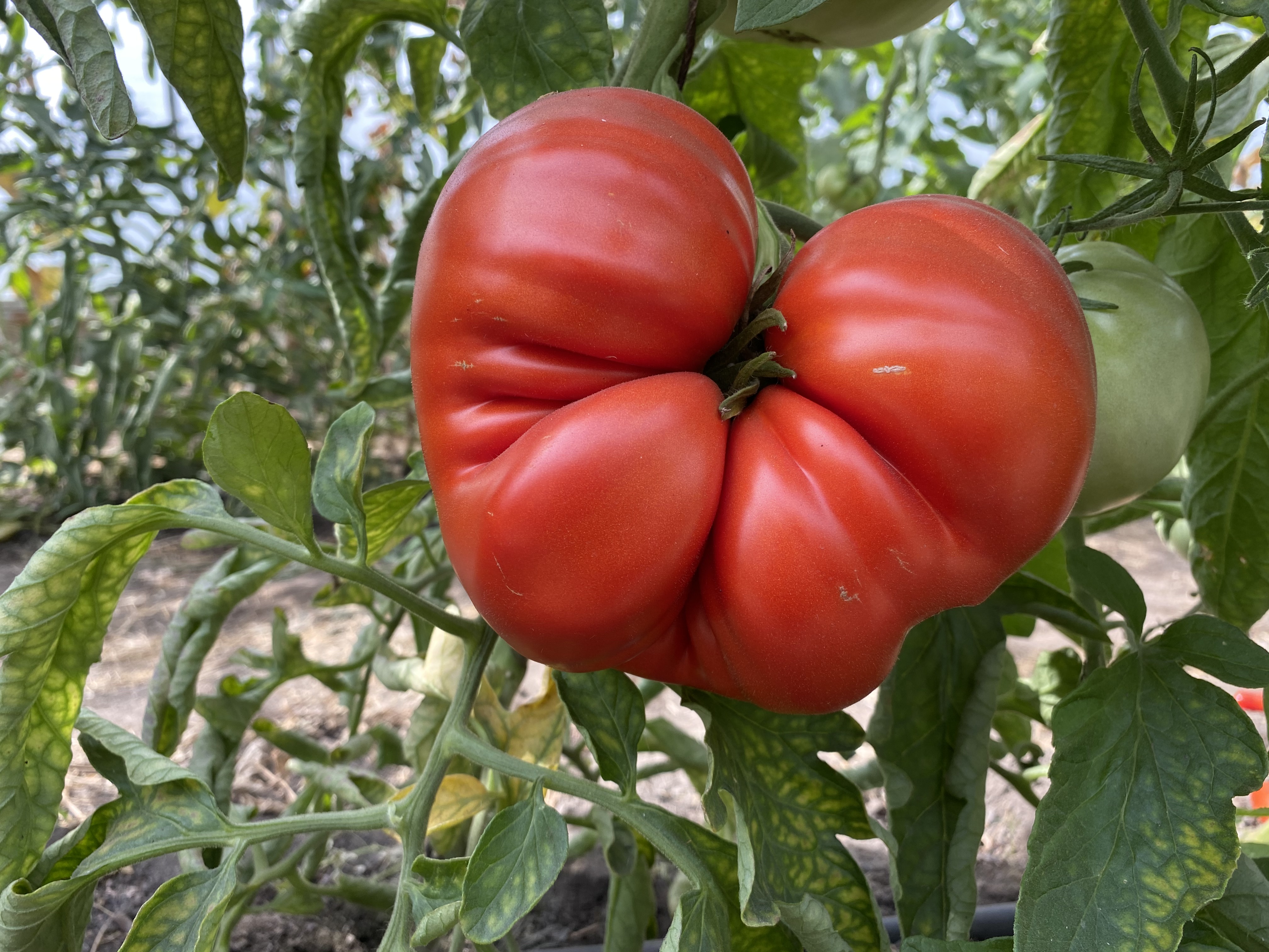 Tomatensaatgut Aussie