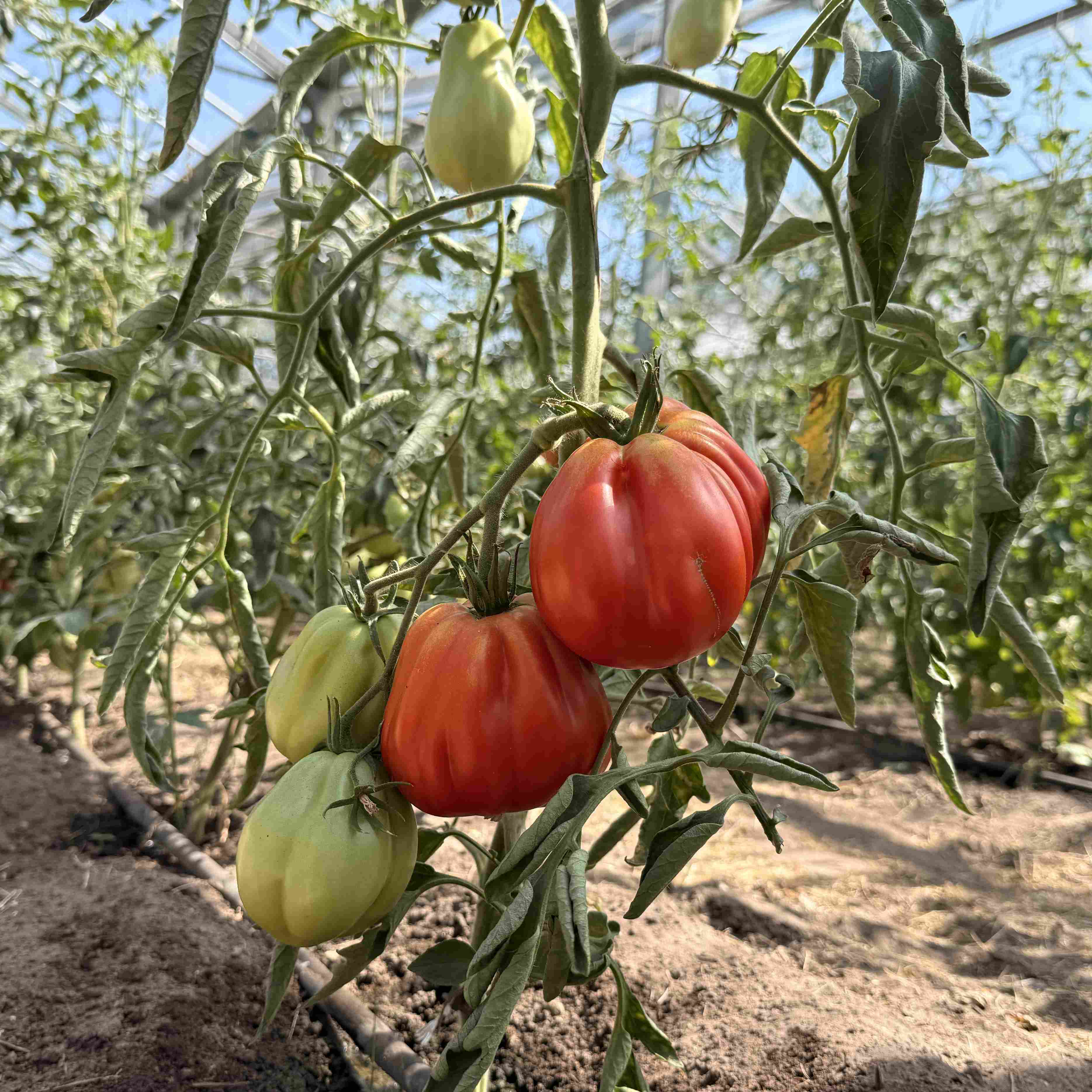 Tomatensaatgut Cœur de Bœuf de Nice