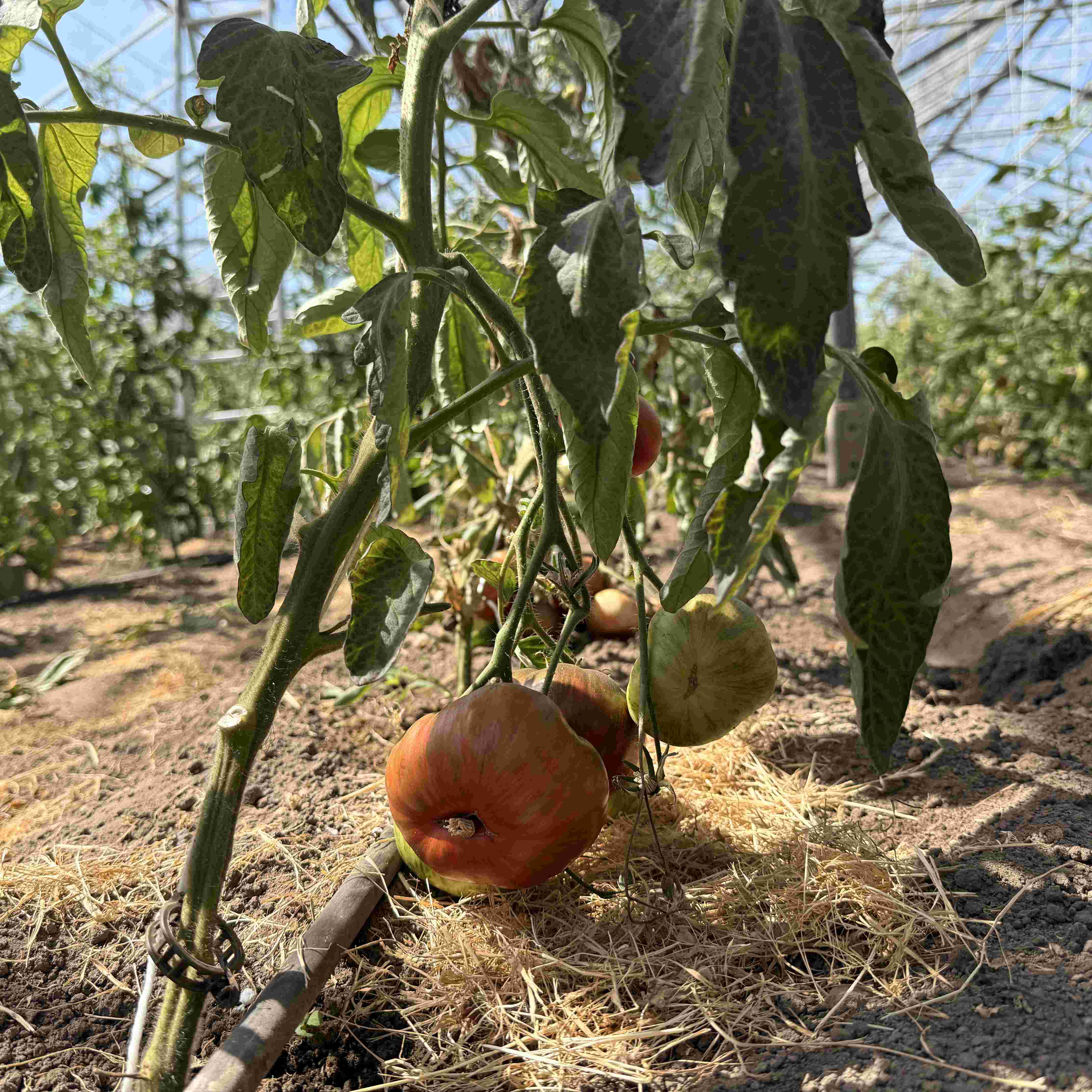 Tomatensaatgut Mississippi Queen