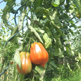 Rote Bio Tomatenvielfalt in Herzform