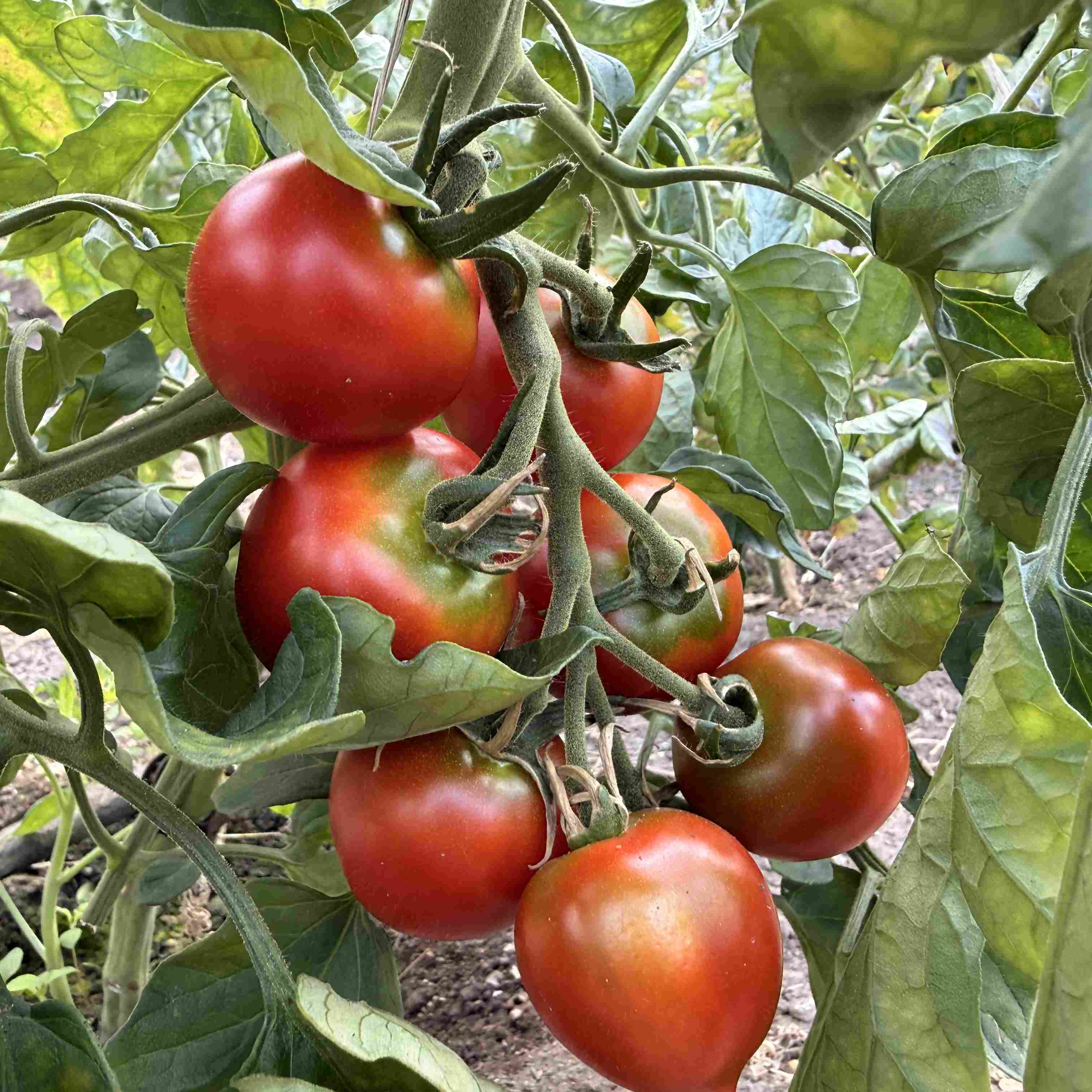 Tomatensaatgut Ruthje