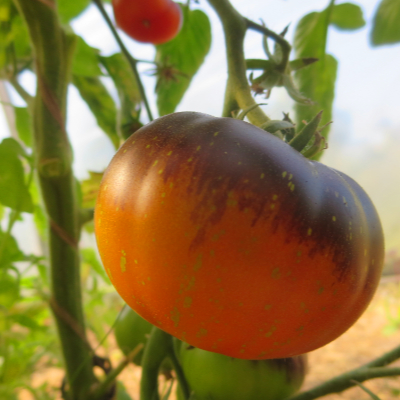 Schwarz/Orange schöne Tomatenfrucht 