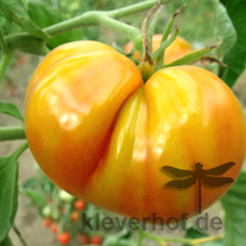 Orange große Tomatensorte
