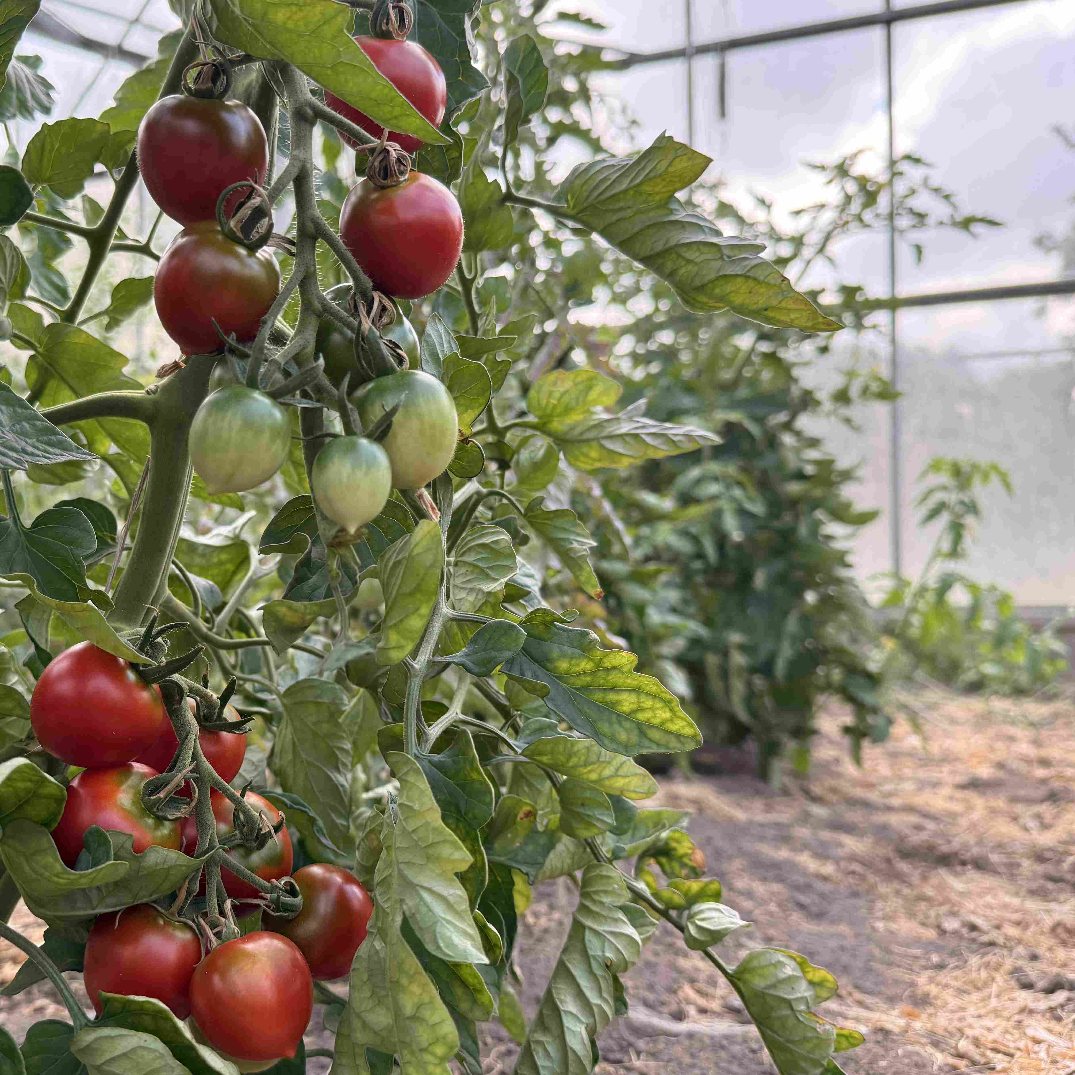 Tomatensaatgut Ruthje