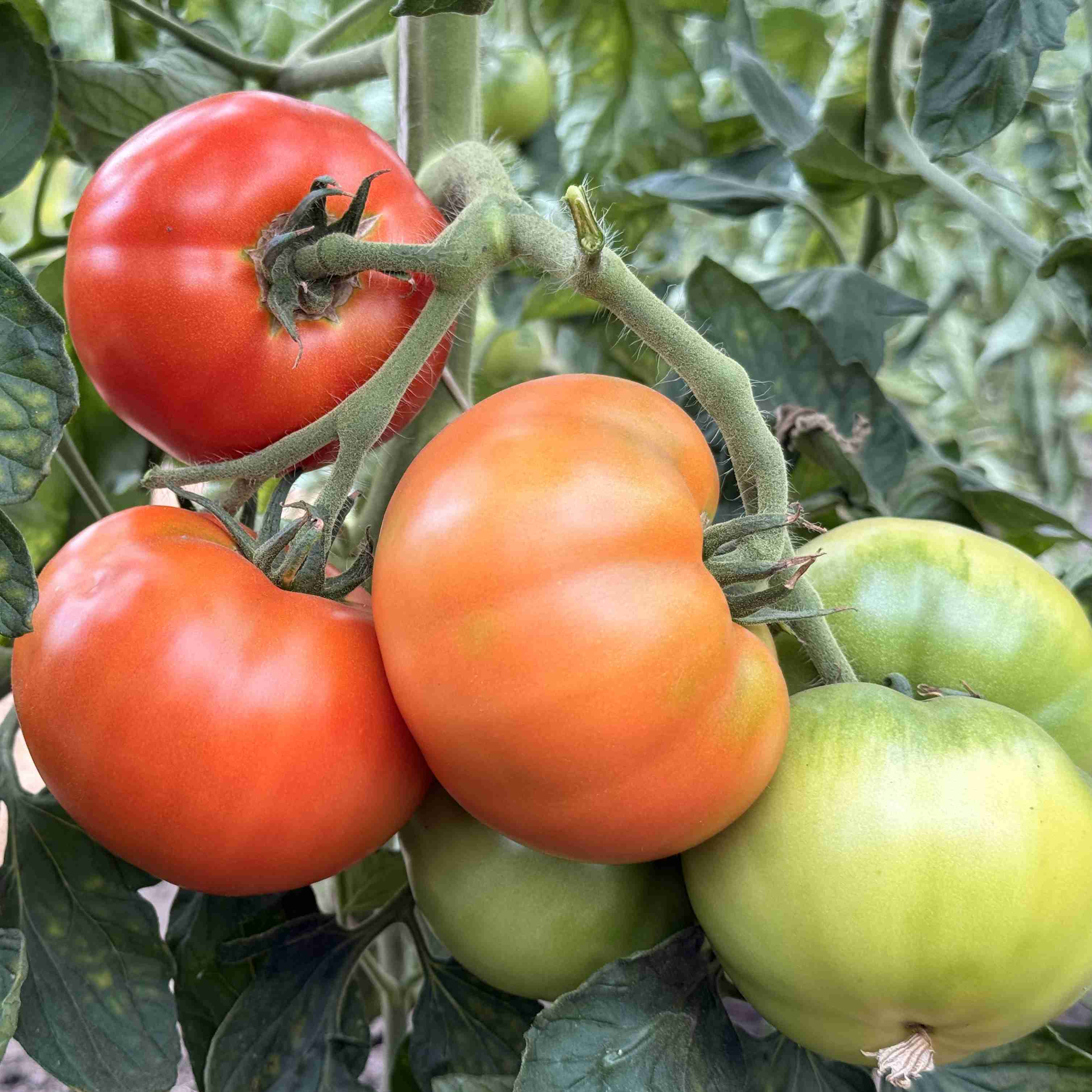 Tomatensaatgut Tres Cantos