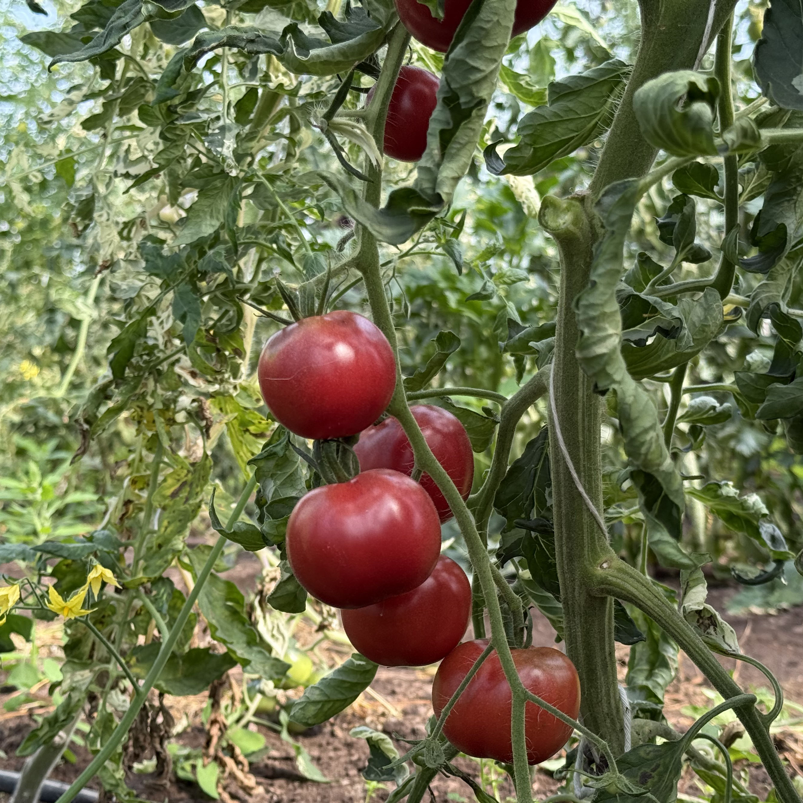 Tomatensaatgut E-Pørl Rosa