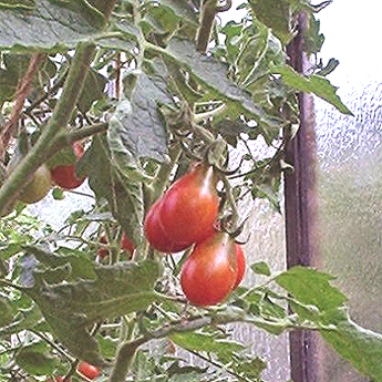 Rote Tomatenvielfalt in Birneform