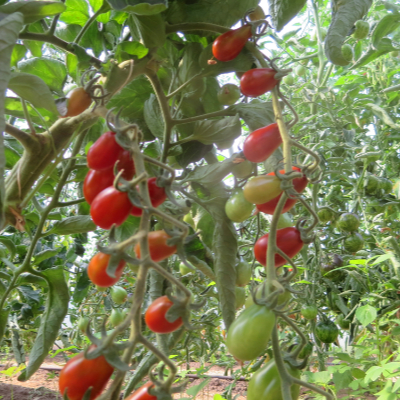 Rote Cherry Tomatenpflanze
