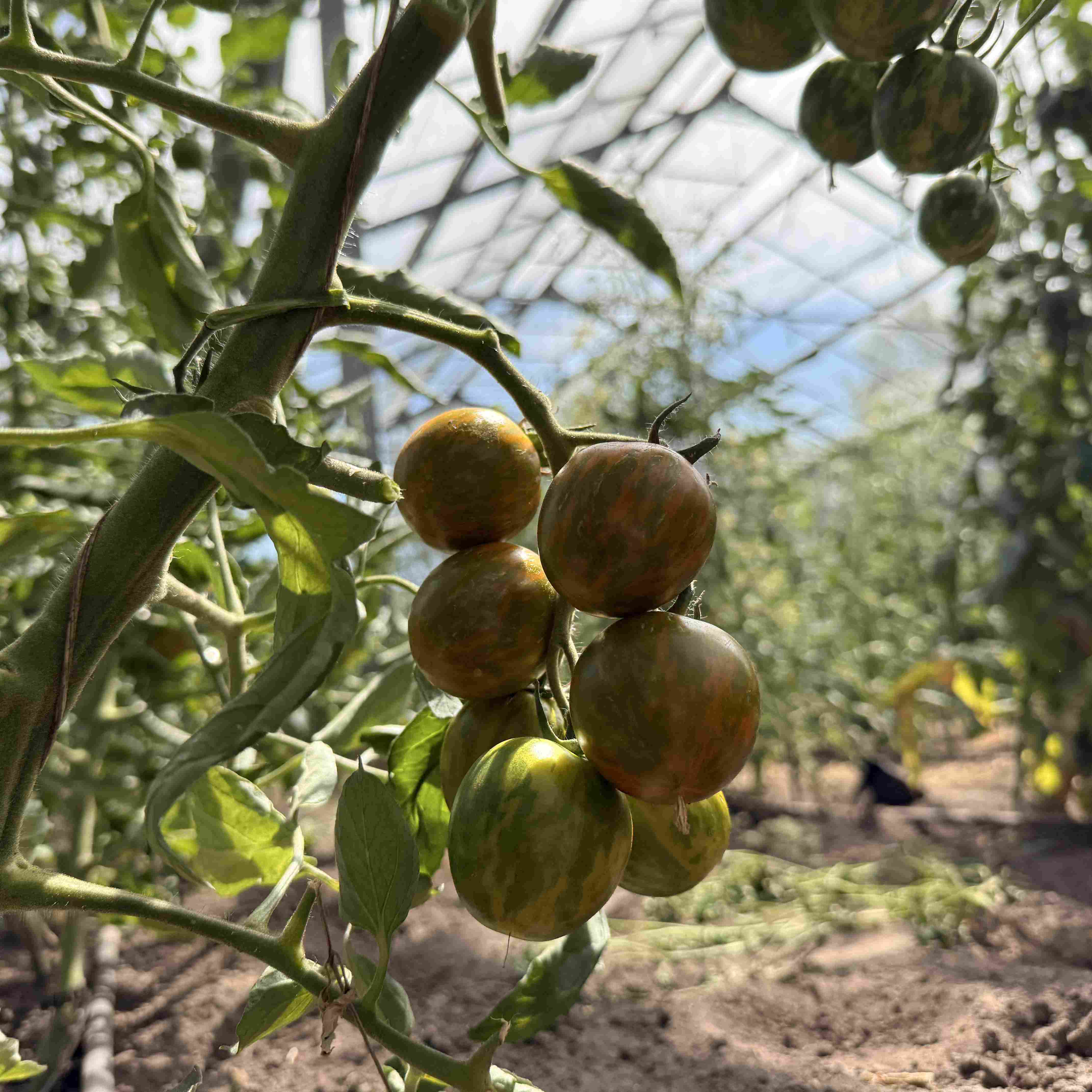 Tomatensaatgut Green Zebra Cherry