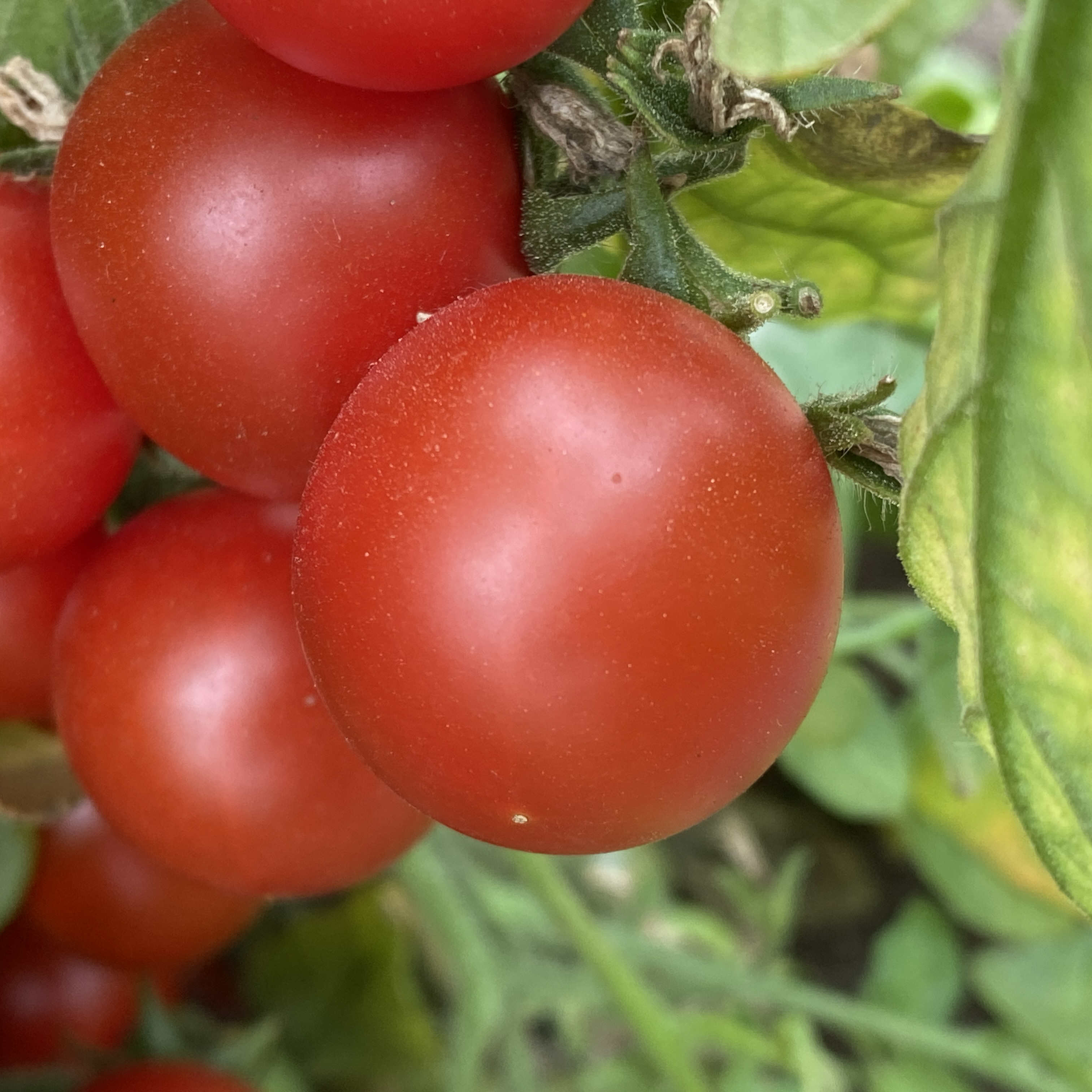 Tomatensaatgut Sweet Berry