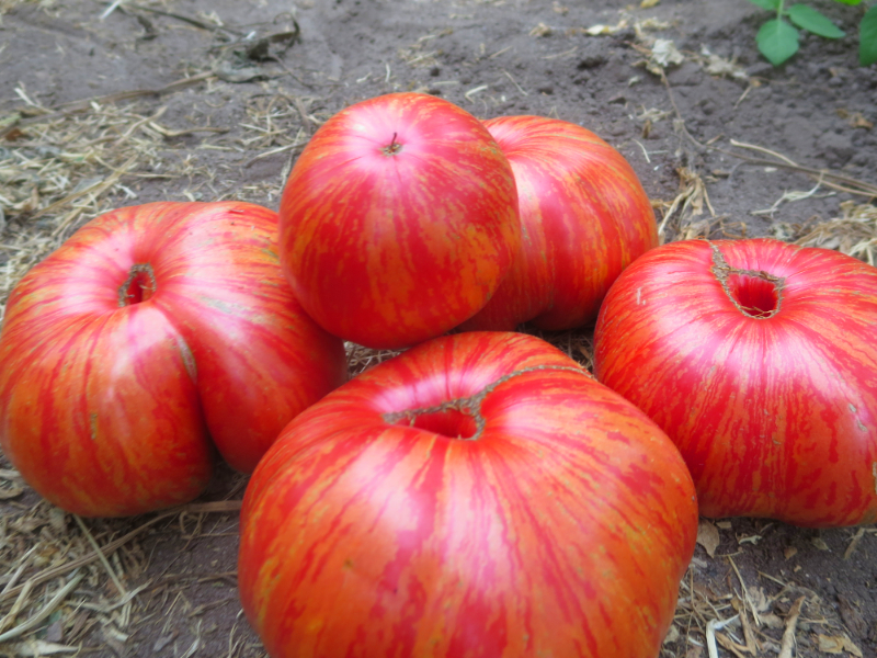 Rote Bio Tomatenvielfalt mit Orangen Streifen