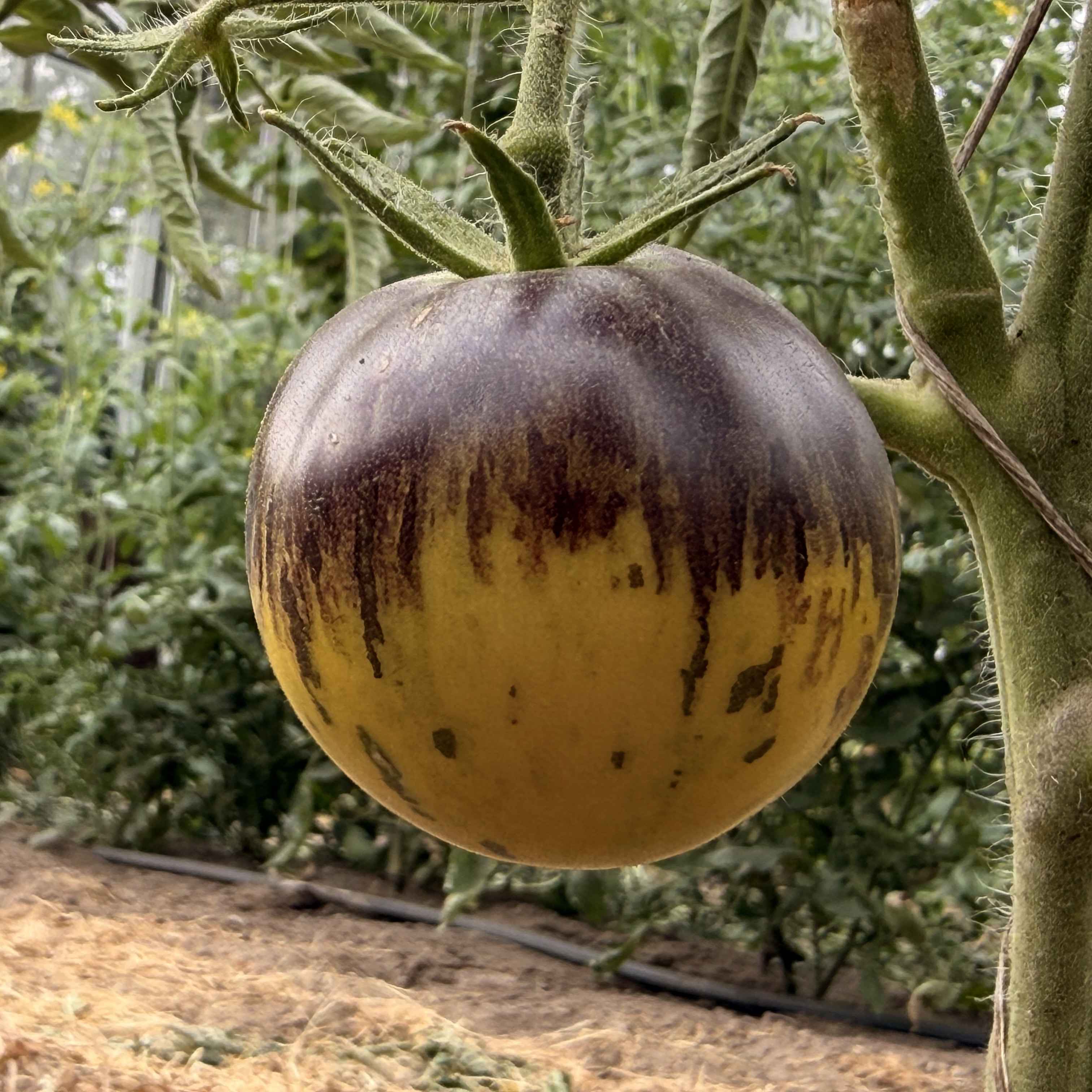 Tomatensaatgut Märchenmond