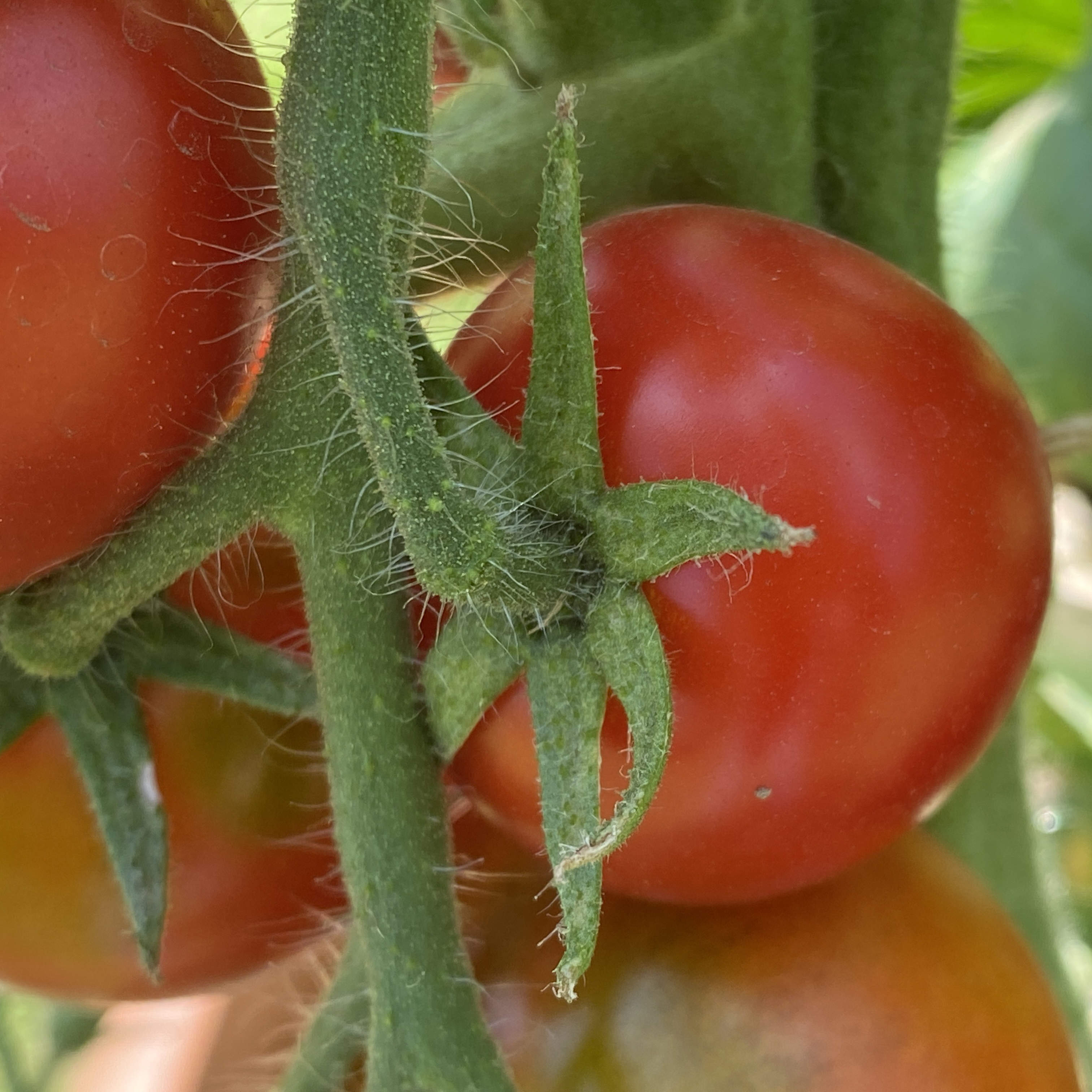 Tomatensaatgut Pigmeo